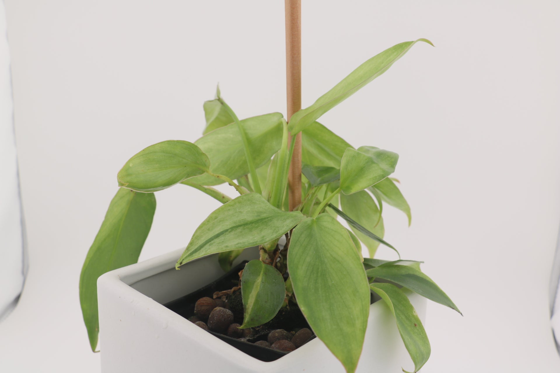 Philodendron Variegated Longilobatum * Exact Plant