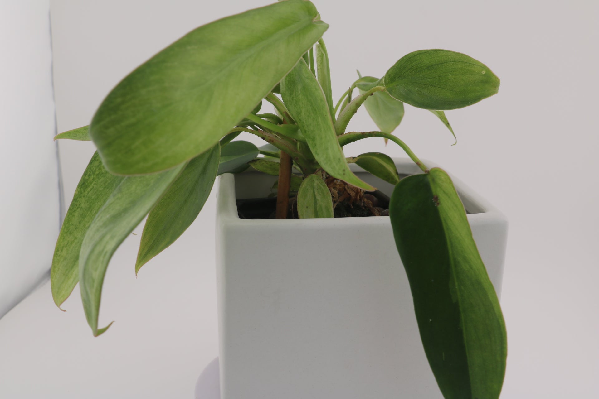 Philodendron Variegated Longilobatum * Exact Plant