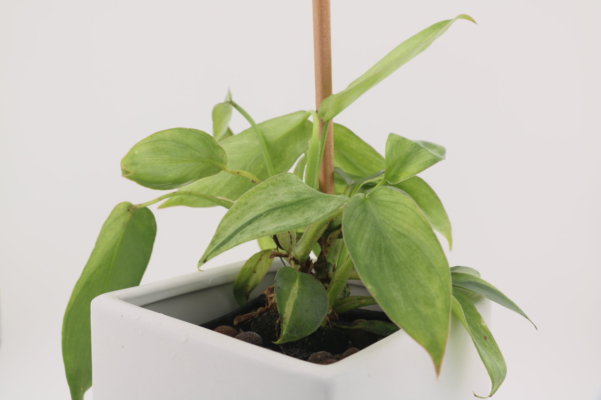 Philodendron Variegated Longilobatum * Exact Plant