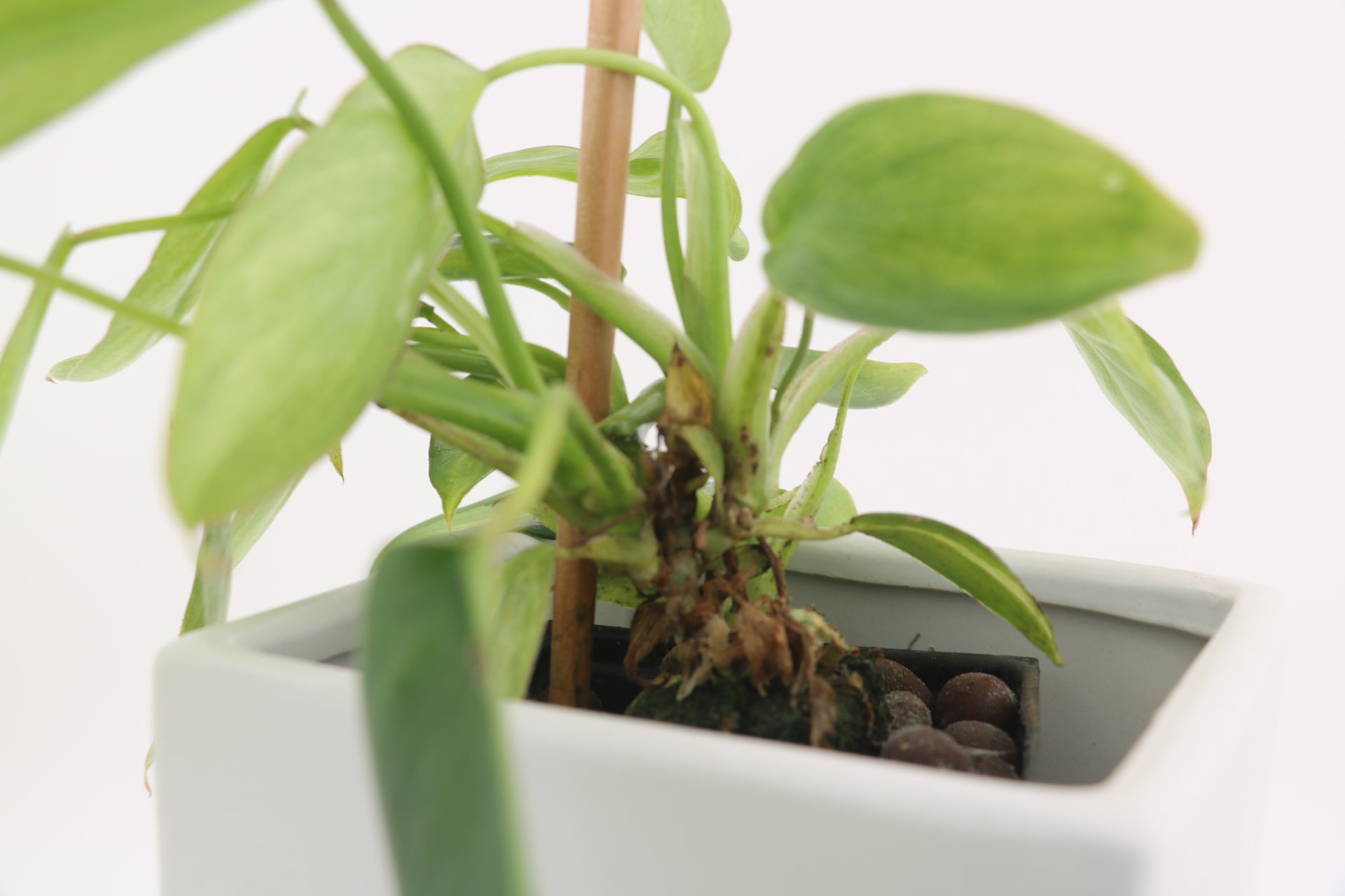 Philodendron Variegated Longilobatum * Exact Plant