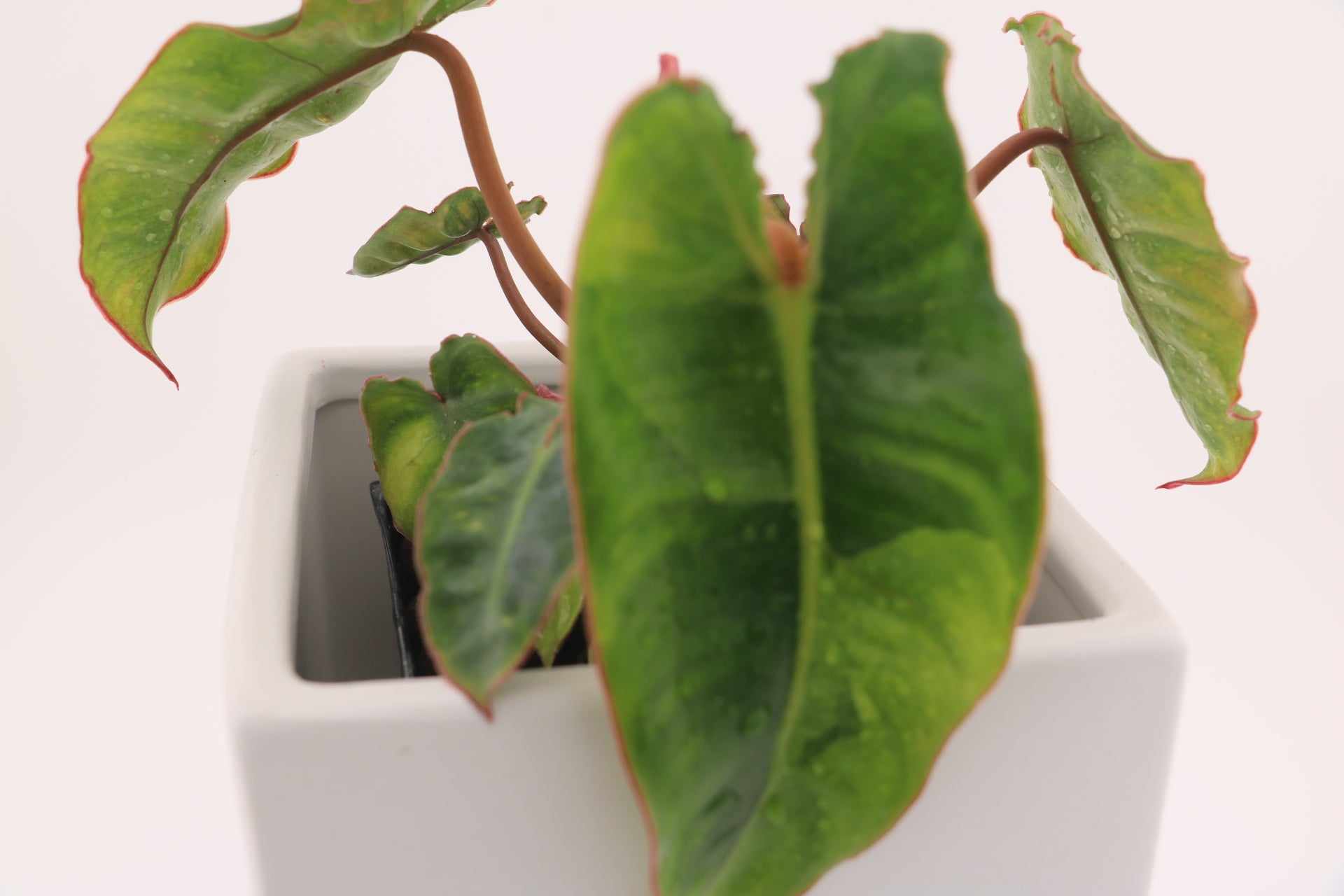 Variegated Philodendron Billietiae * Exact Plant *