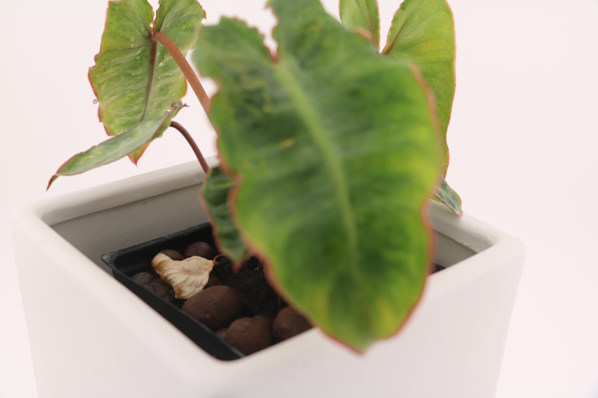 Variegated Philodendron Billietiae * Exact Plant *