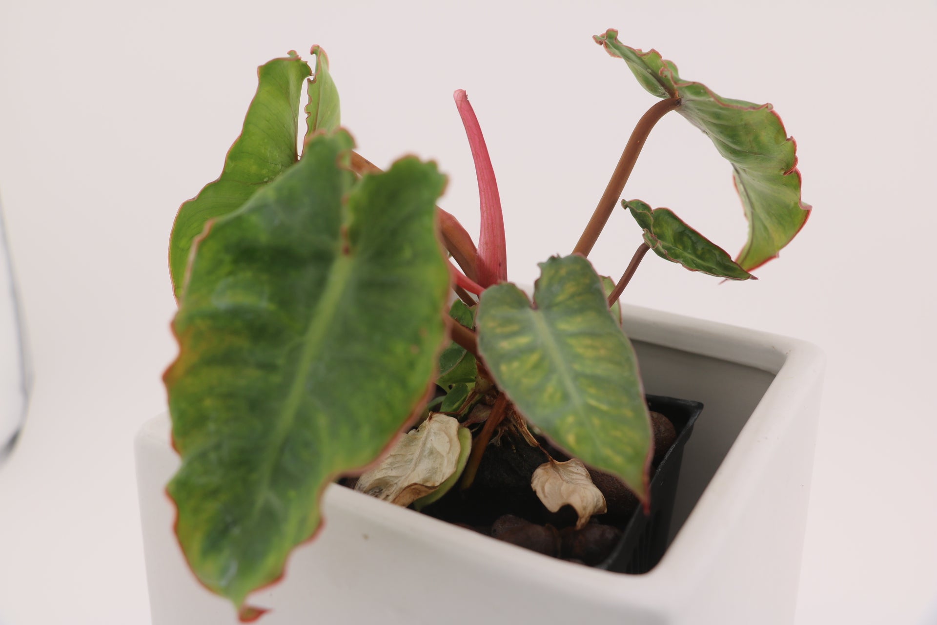 Variegated Philodendron Billietiae * Exact Plant *