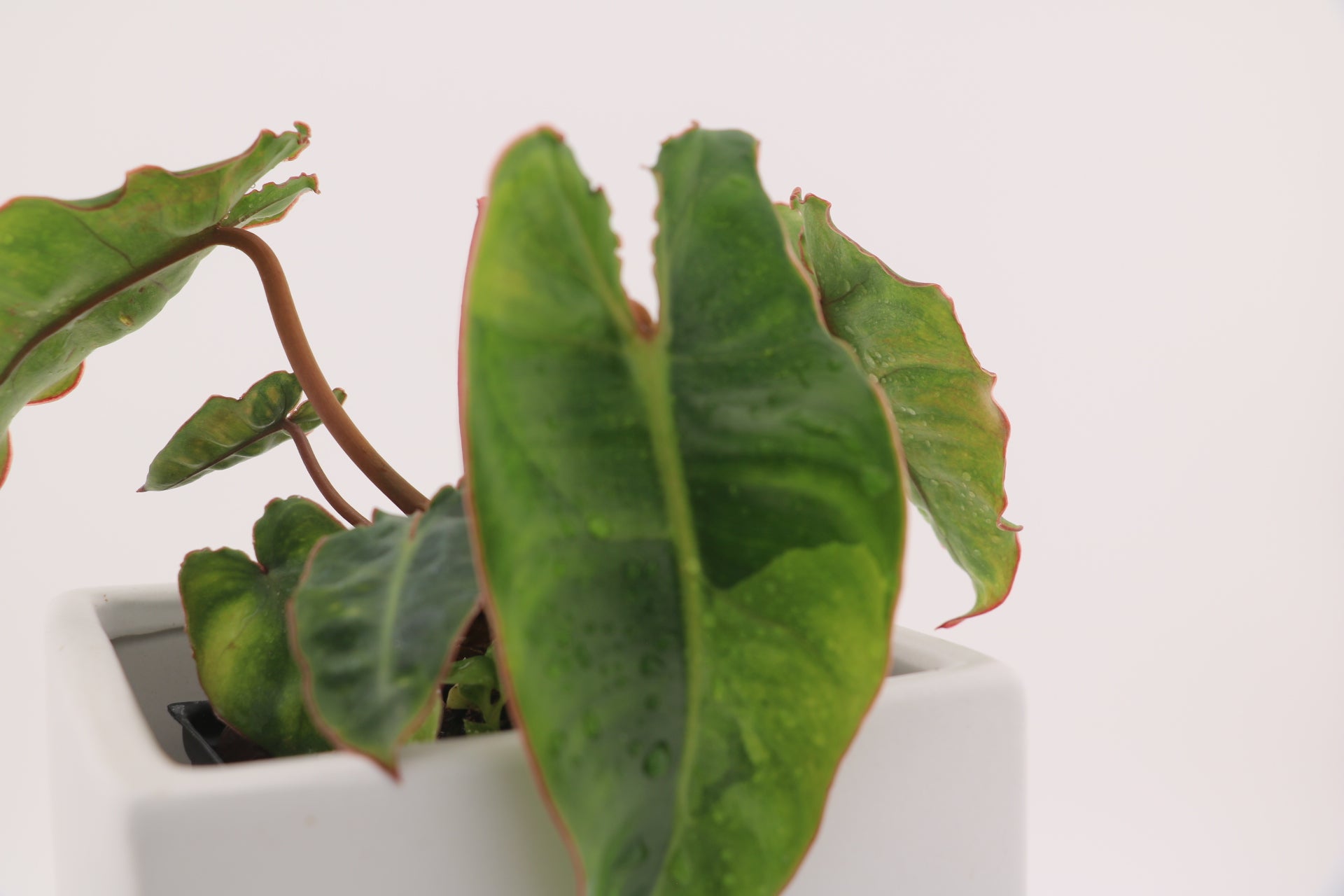 Variegated Philodendron Billietiae * Exact Plant *