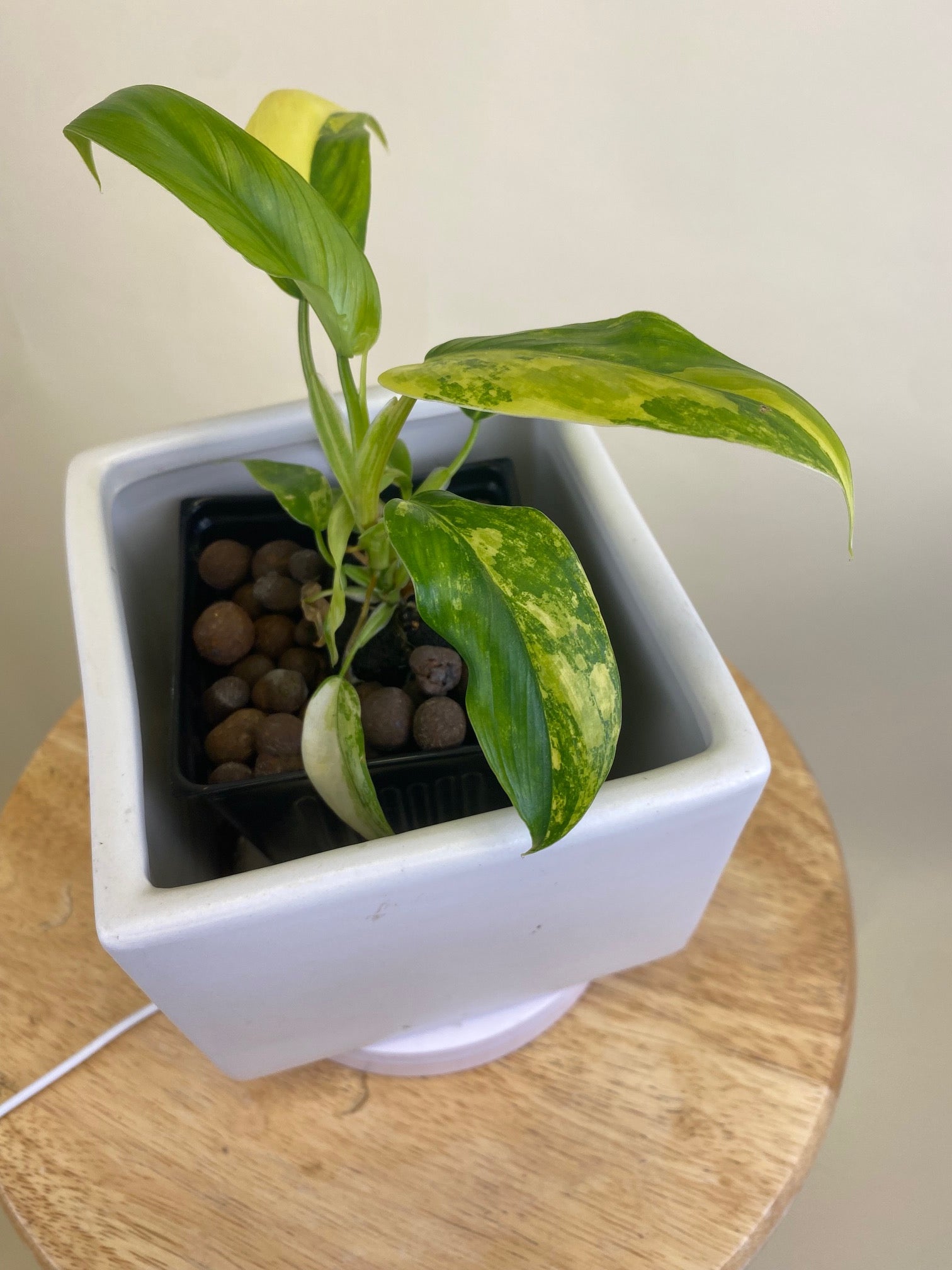 Philodendron Domesticum Variegated * Exact Plant*