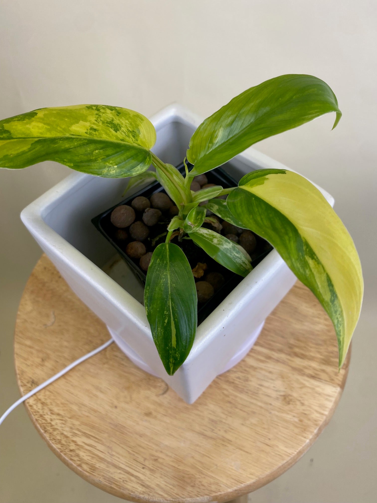 Philodendron Domesticum Variegated * Exact Plant*