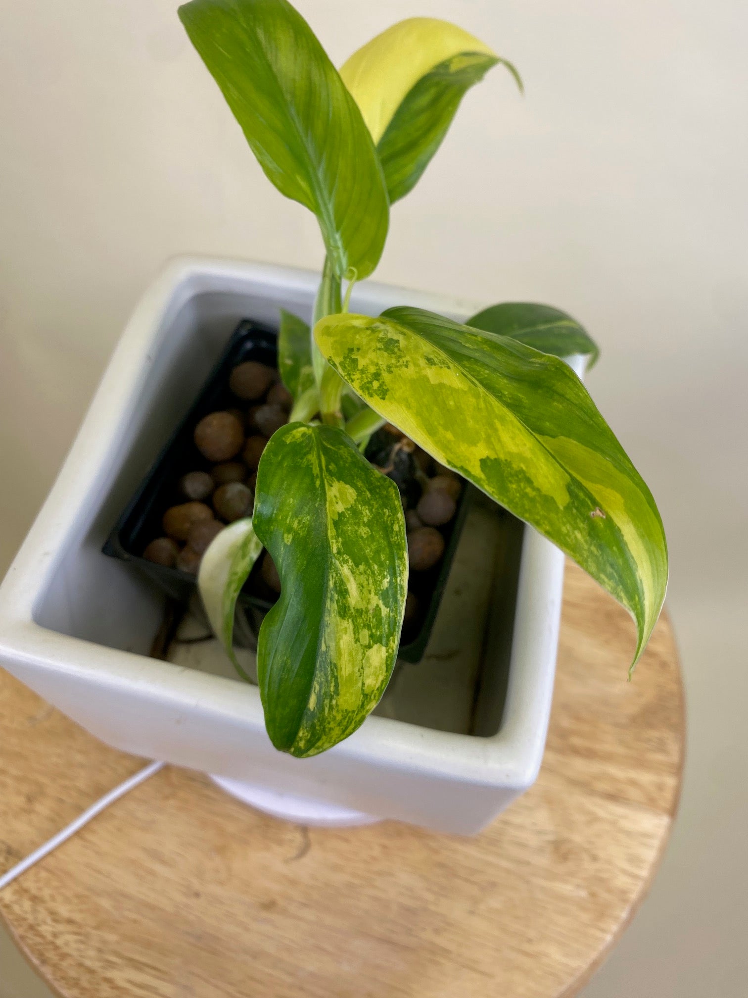 Philodendron Domesticum Variegated * Exact Plant*