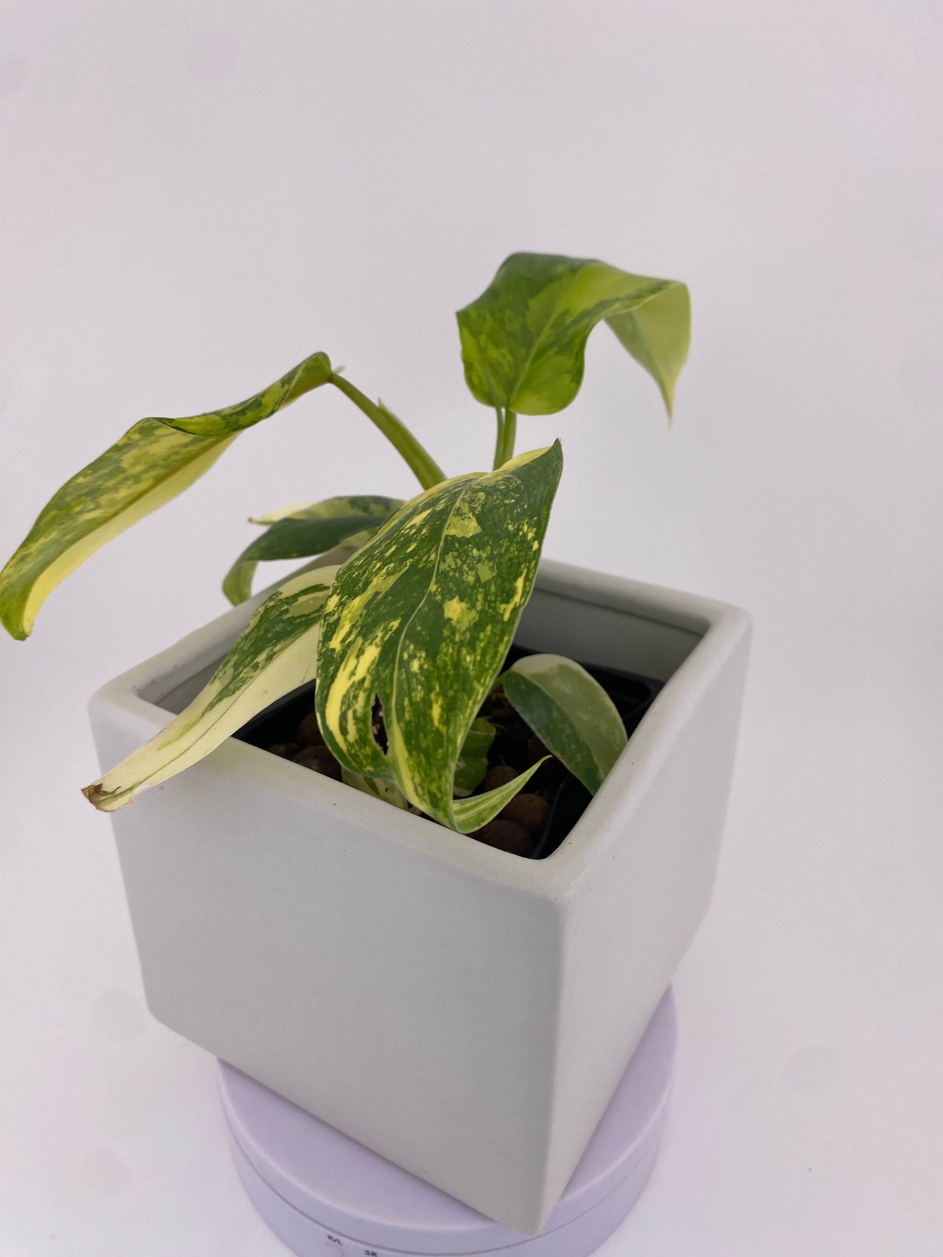 Philodendron Domesticum Variegated * Exact Plant