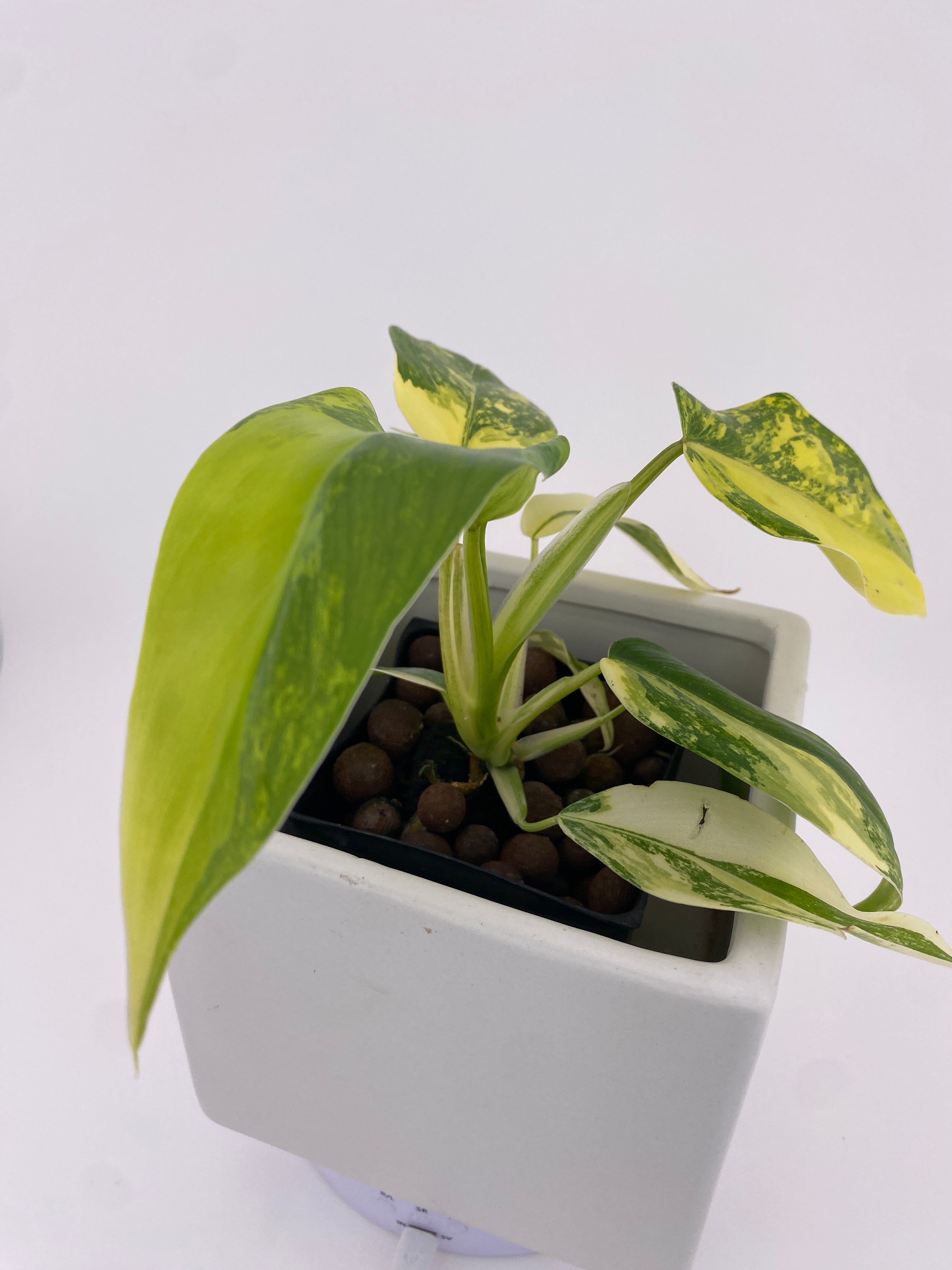 Philodendron Domesticum Variegated * Exact Plant