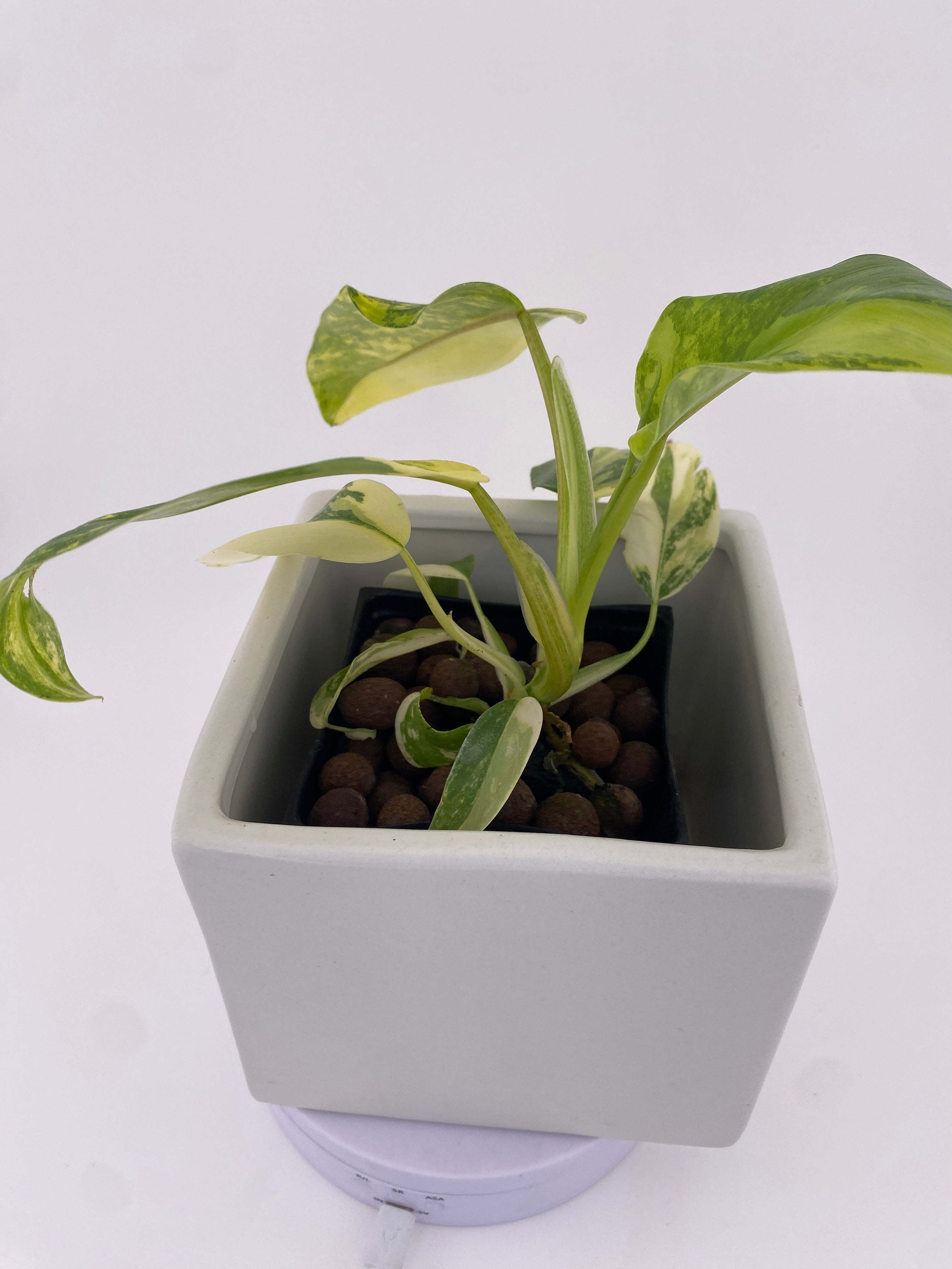 Philodendron Domesticum Variegated * Exact Plant