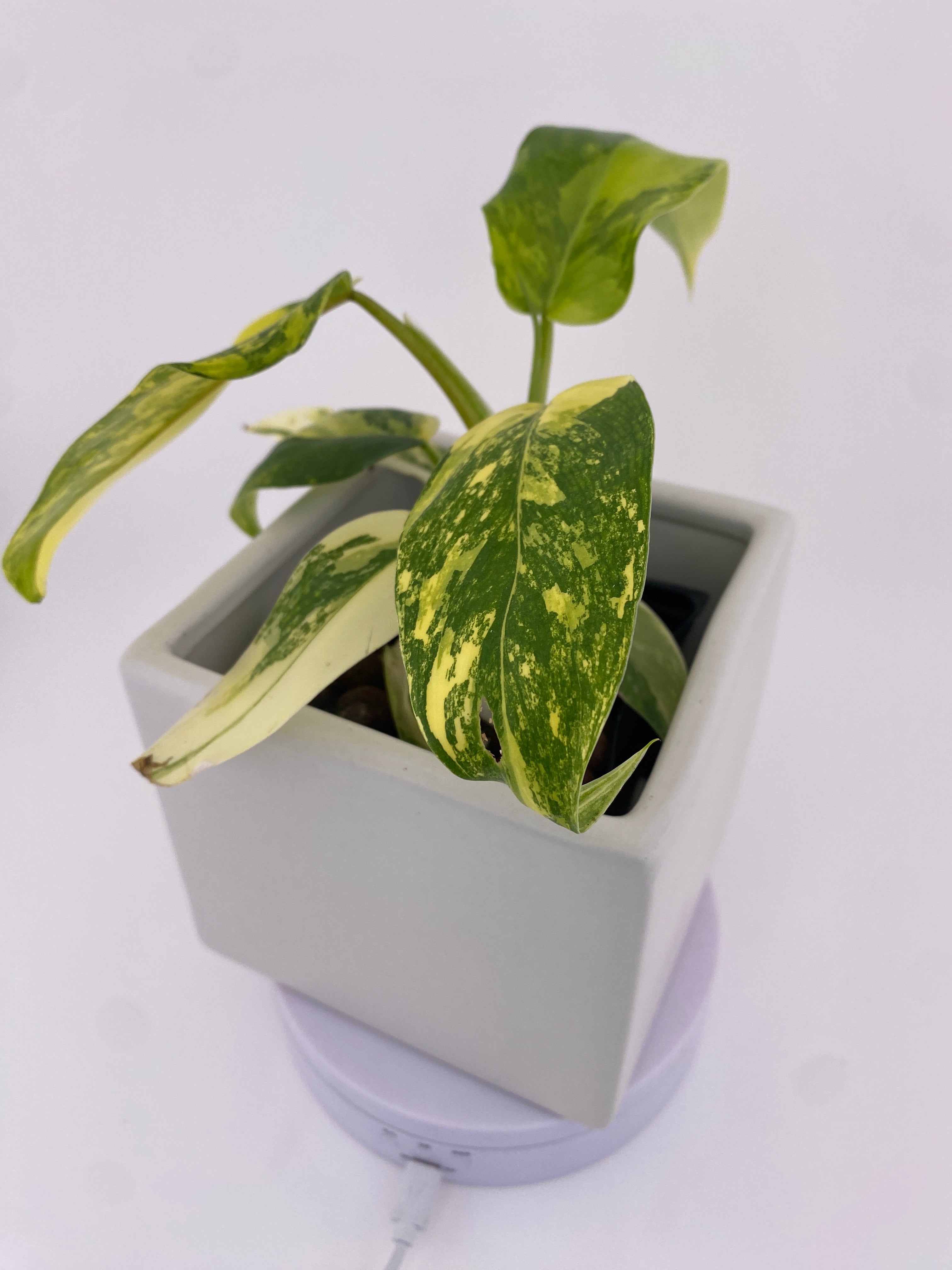 Philodendron Domesticum Variegated * Exact Plant