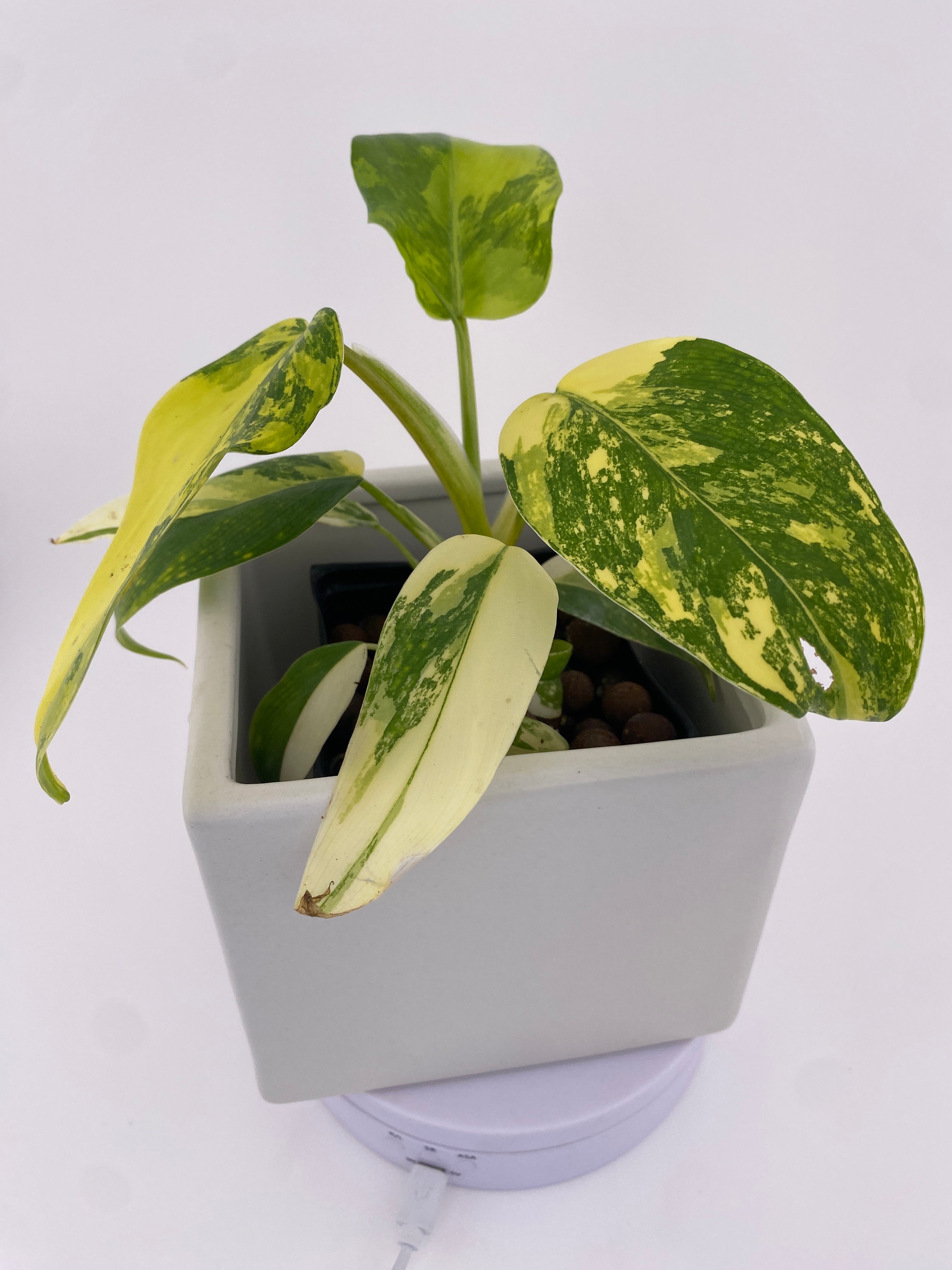 Philodendron Domesticum Variegated * Exact Plant