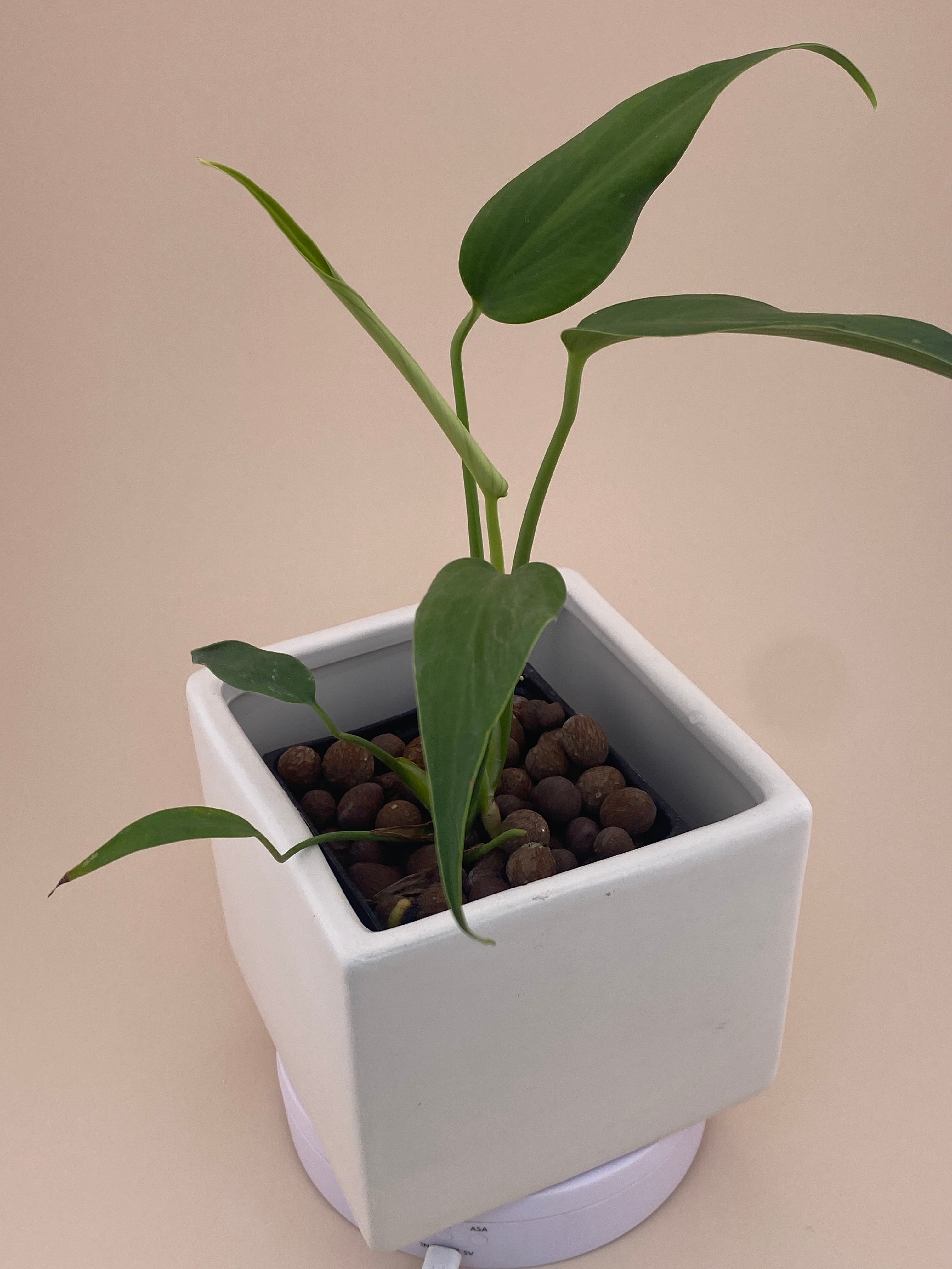 Monstera Burle Marx Flame, exact young plant