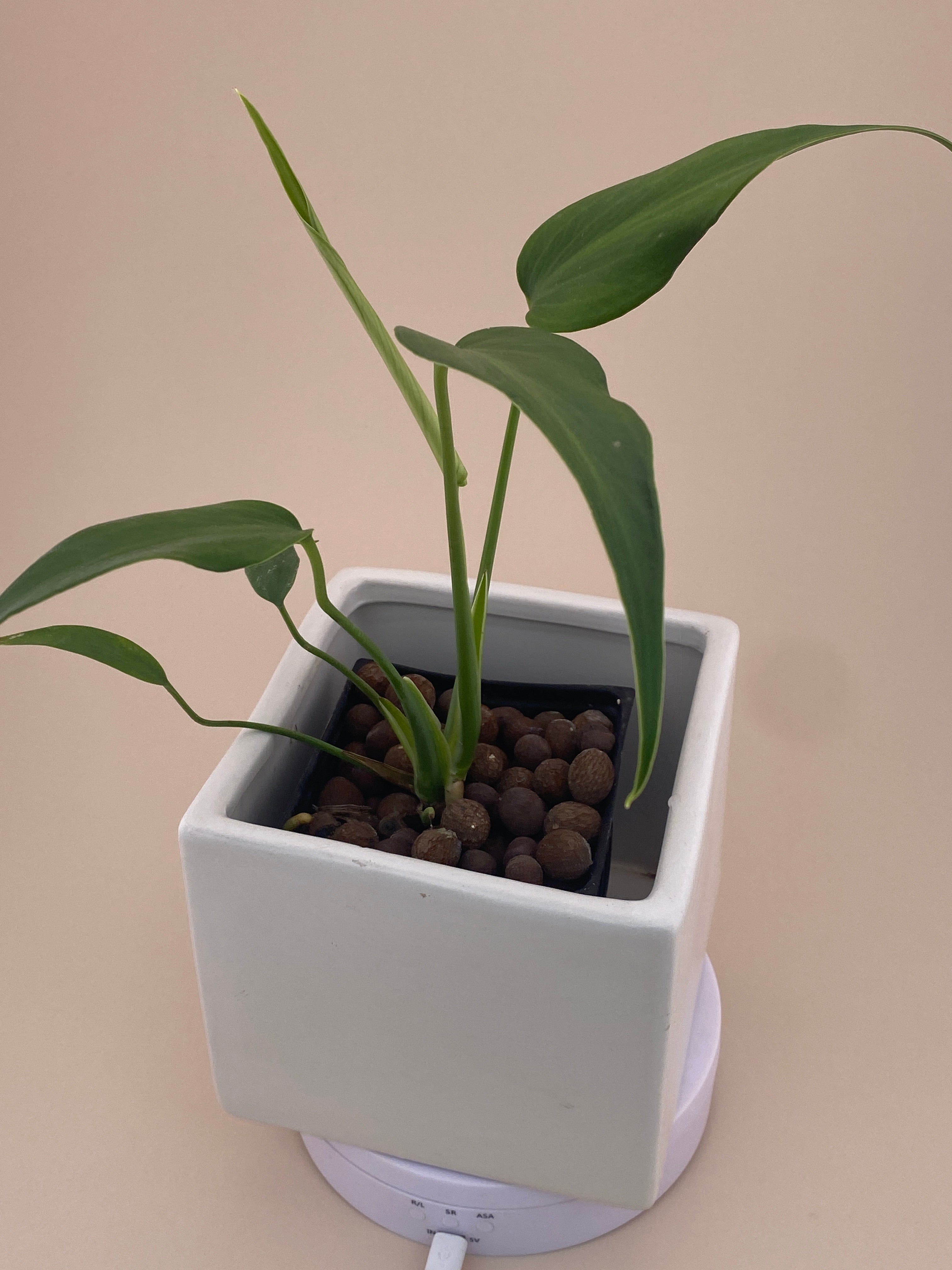 Monstera Burle Marx Flame, exact young plant