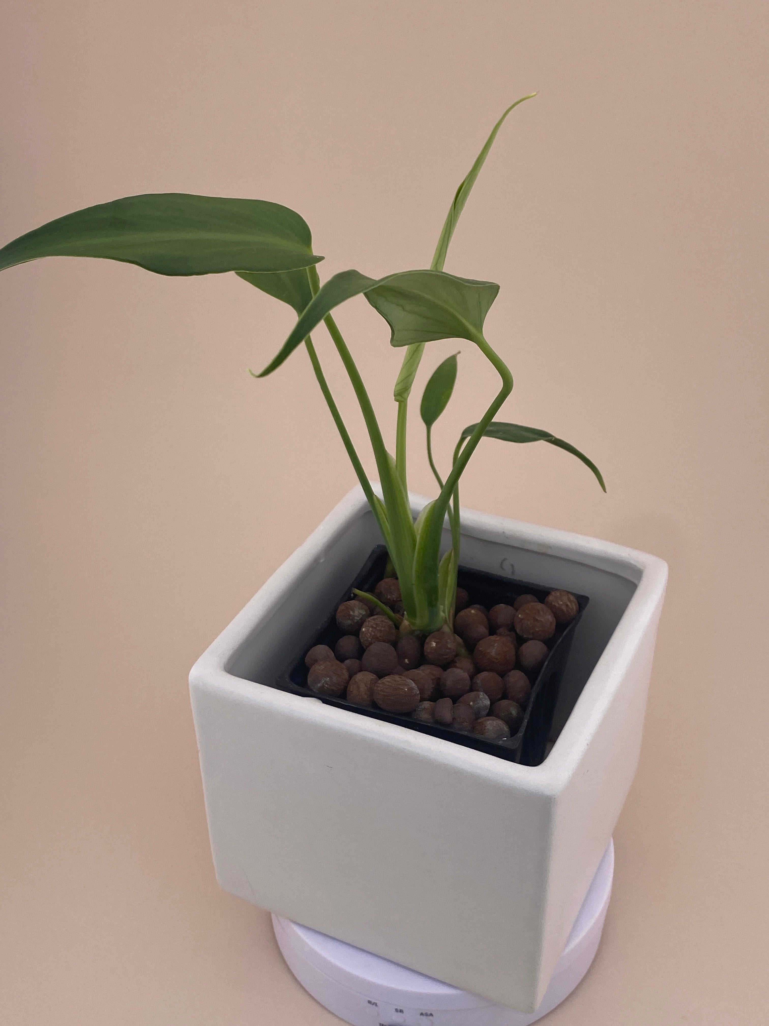 Monstera Burle Marx Flame, exact young plant