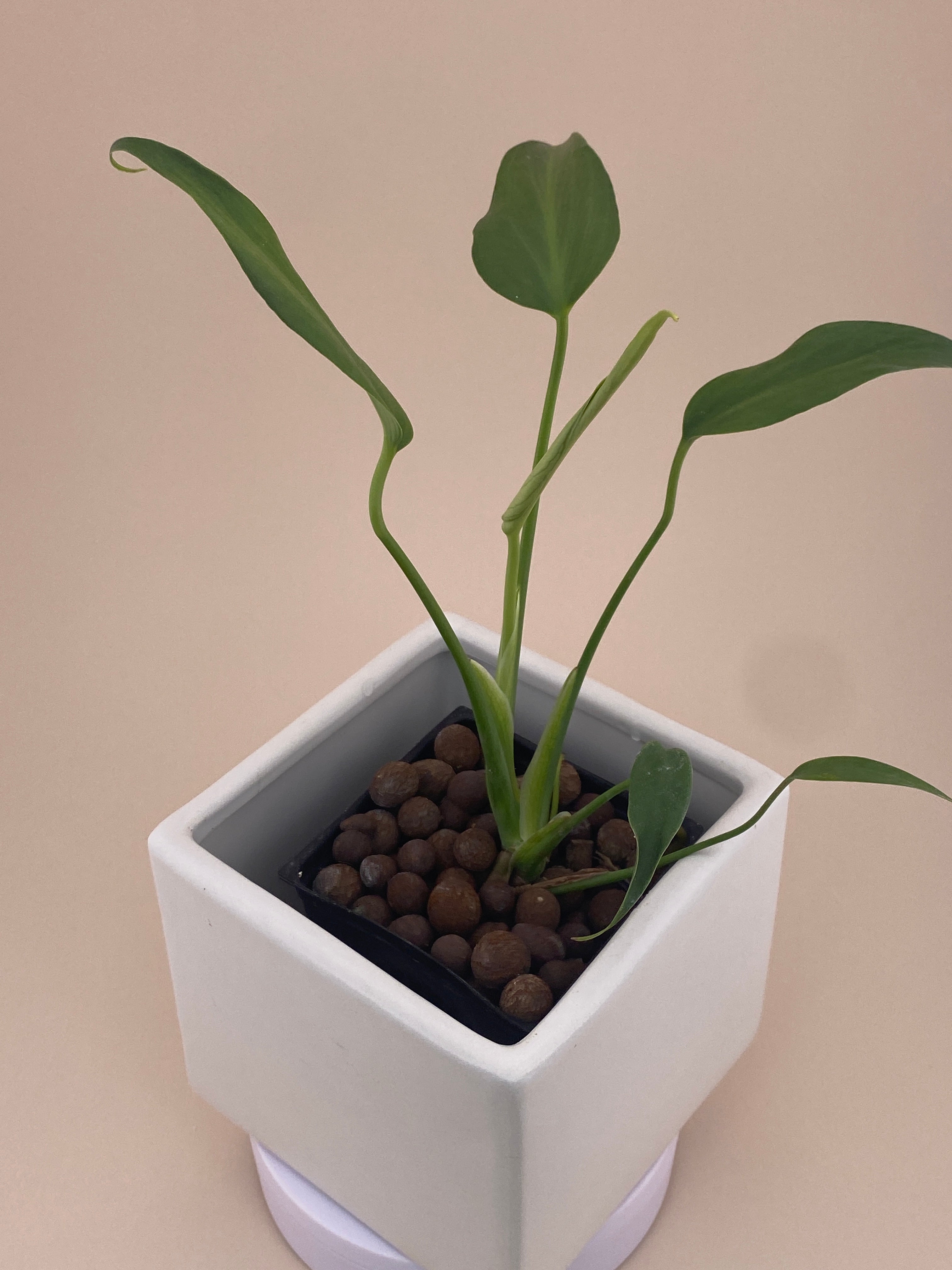 Monstera Burle Marx Flame, exact young plant