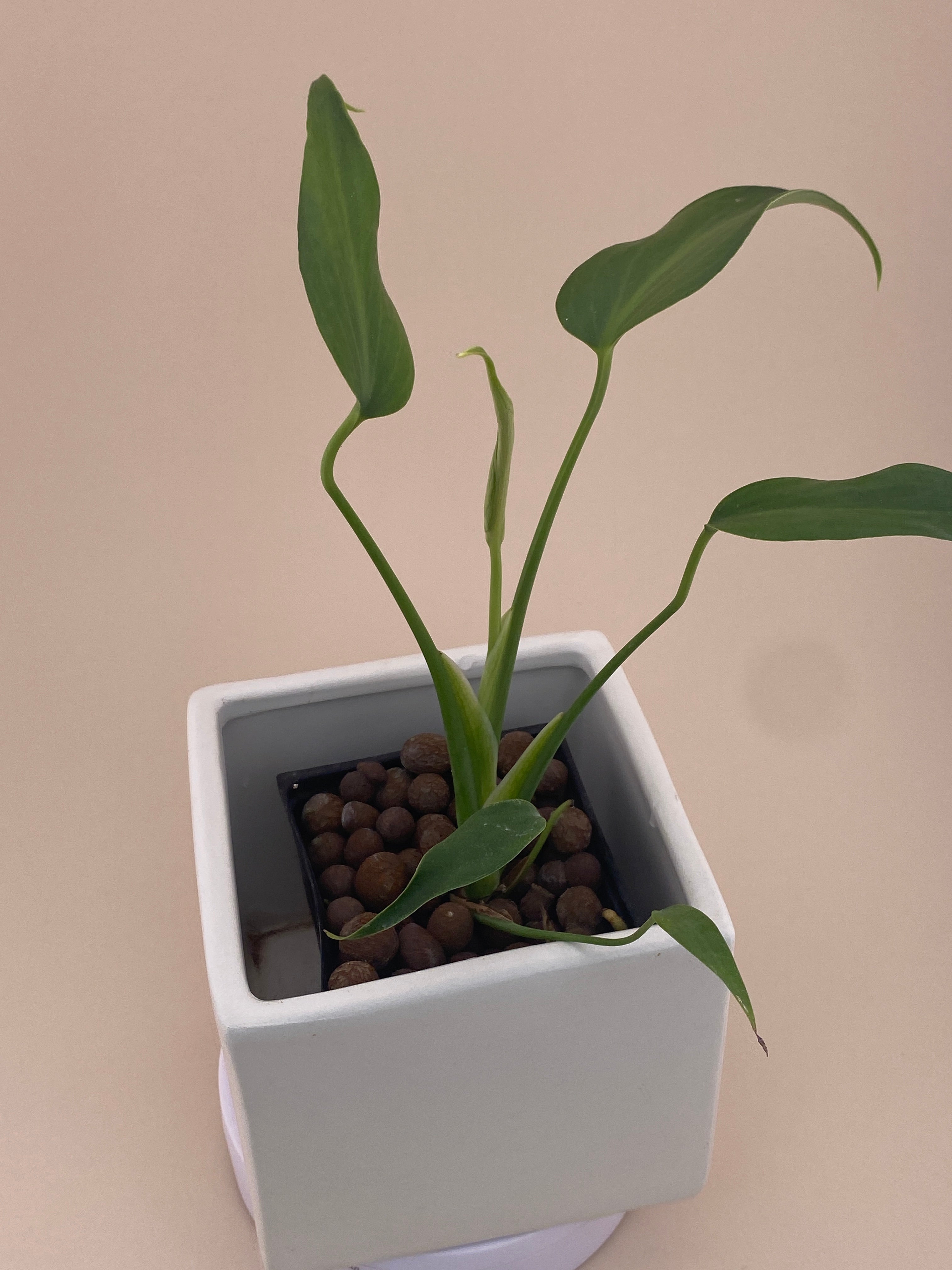 Monstera Burle Marx Flame, exact young plant