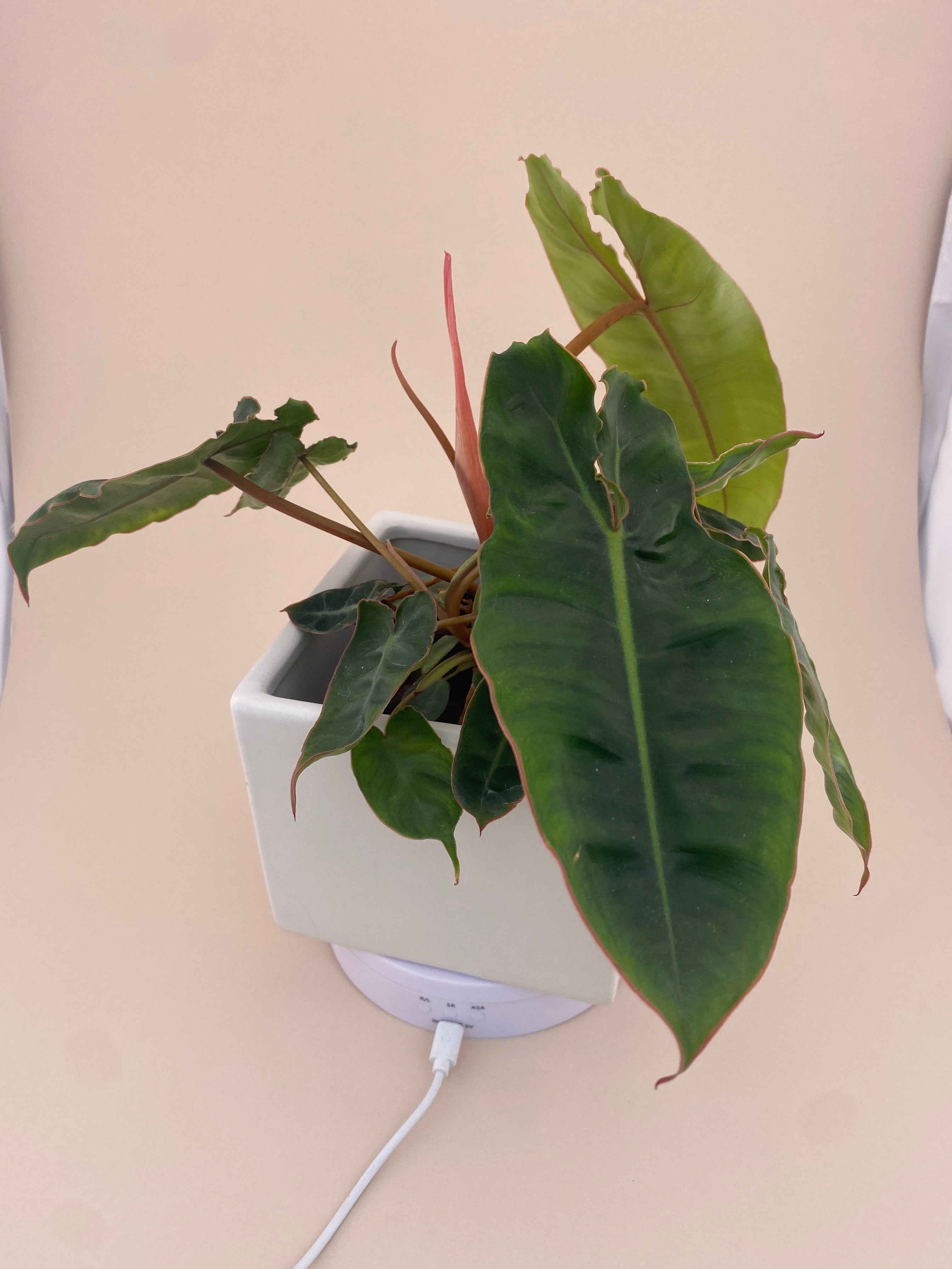 Philodendron Billietiae * Exact Plant *
