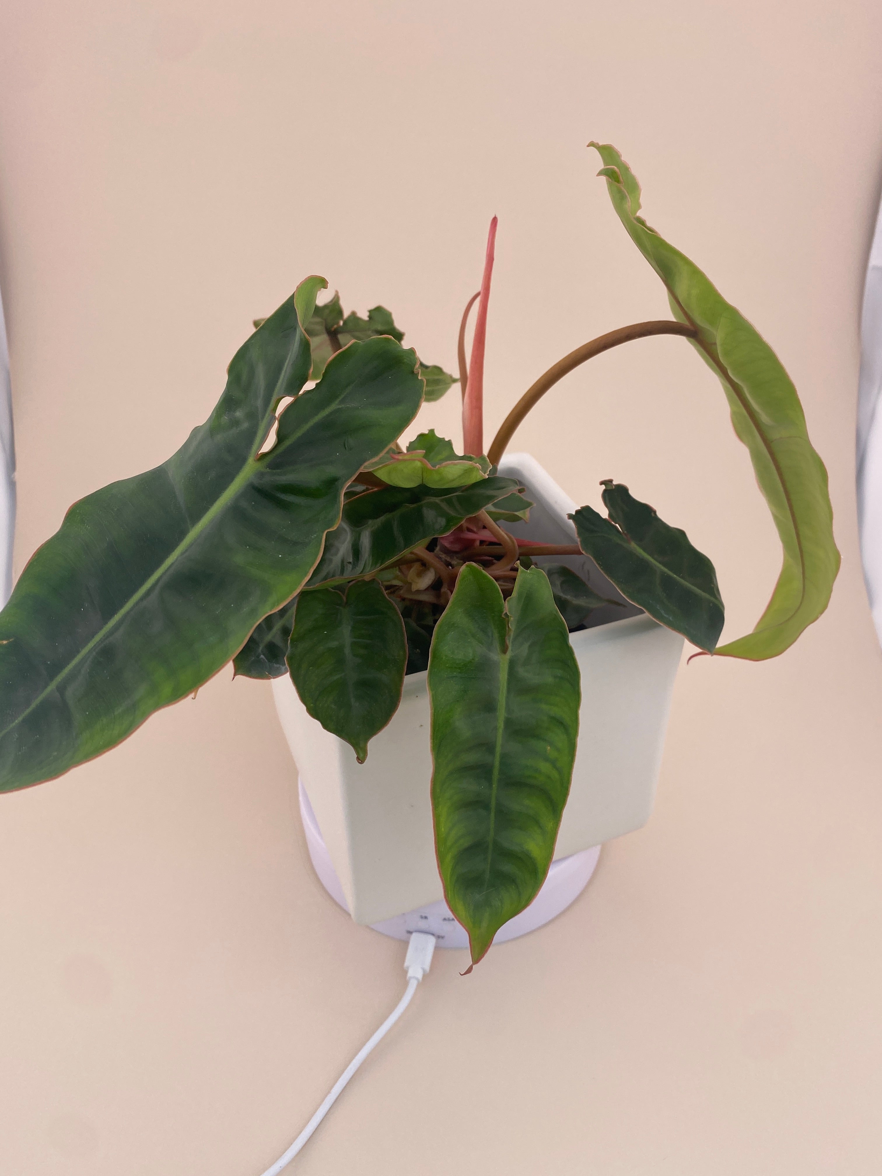 Philodendron Billietiae * Exact Plant *