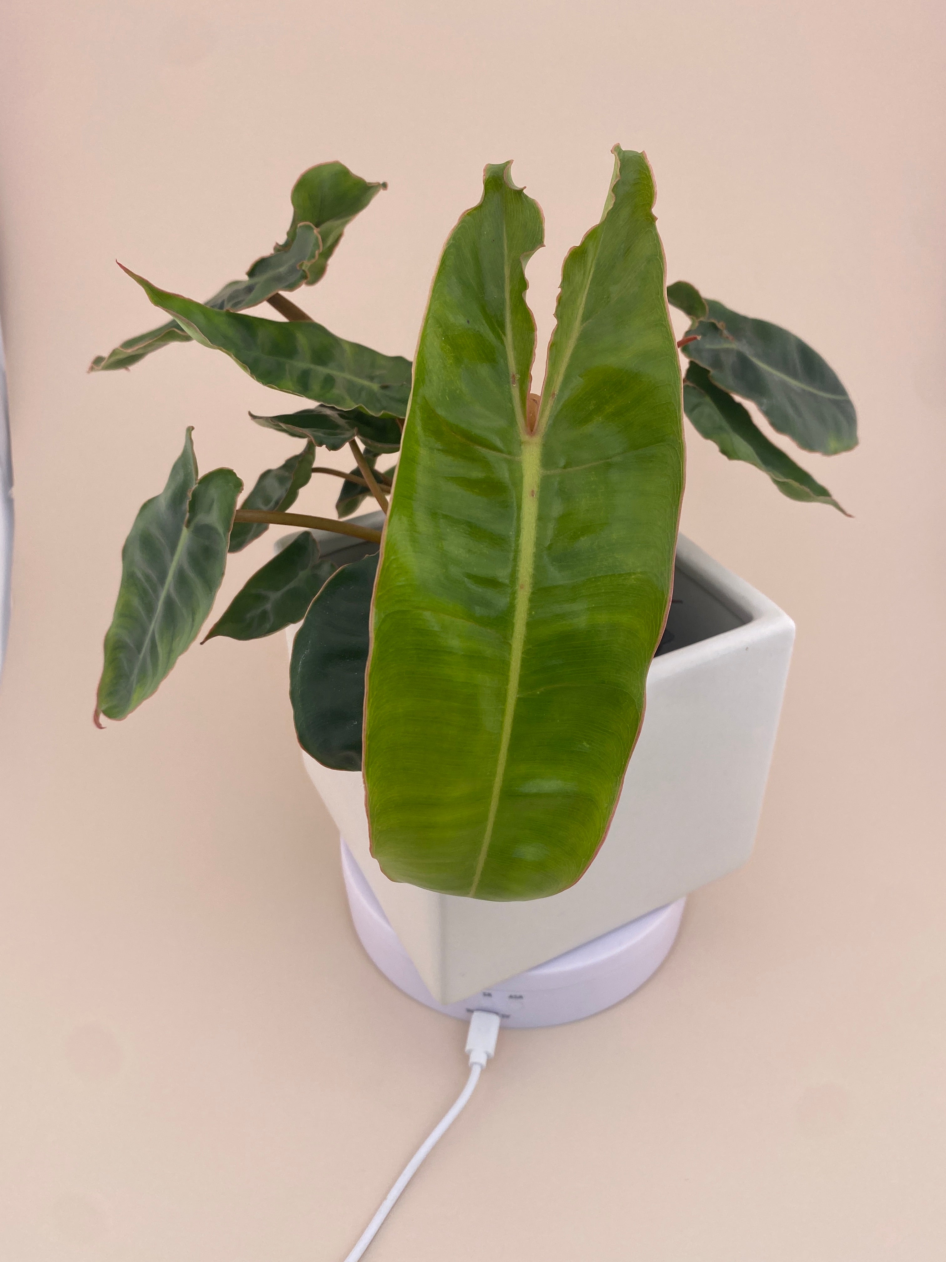 philodendron 'billietiae' Philodendron Billietiae * Exact Plant * – Verdant Touch