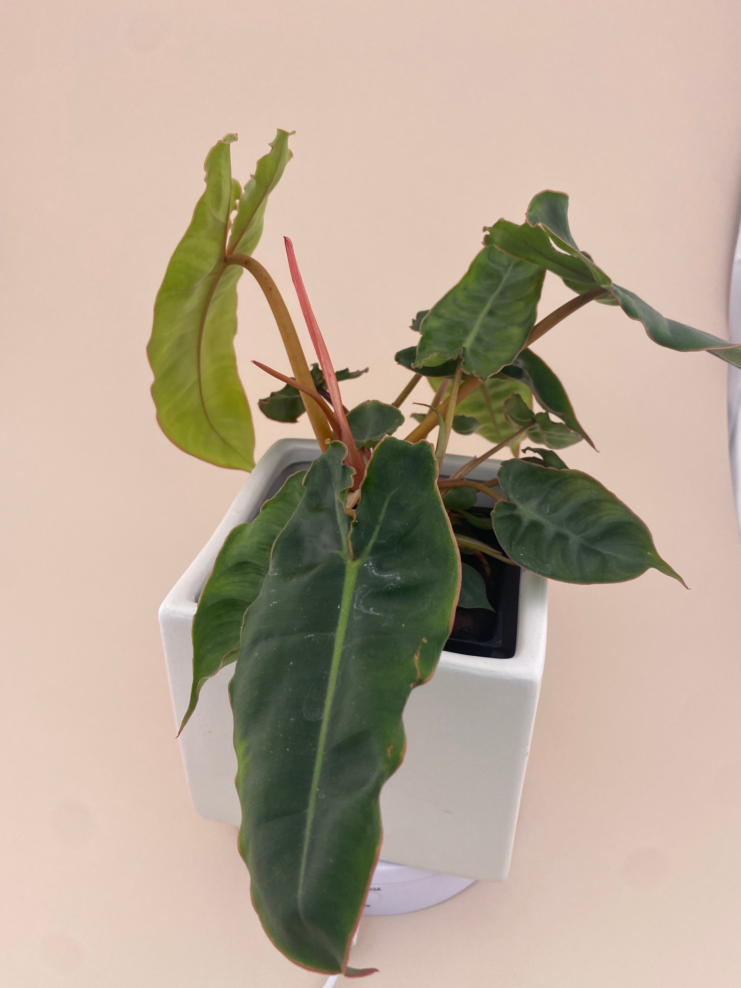 Philodendron Billietiae * Exact Plant *