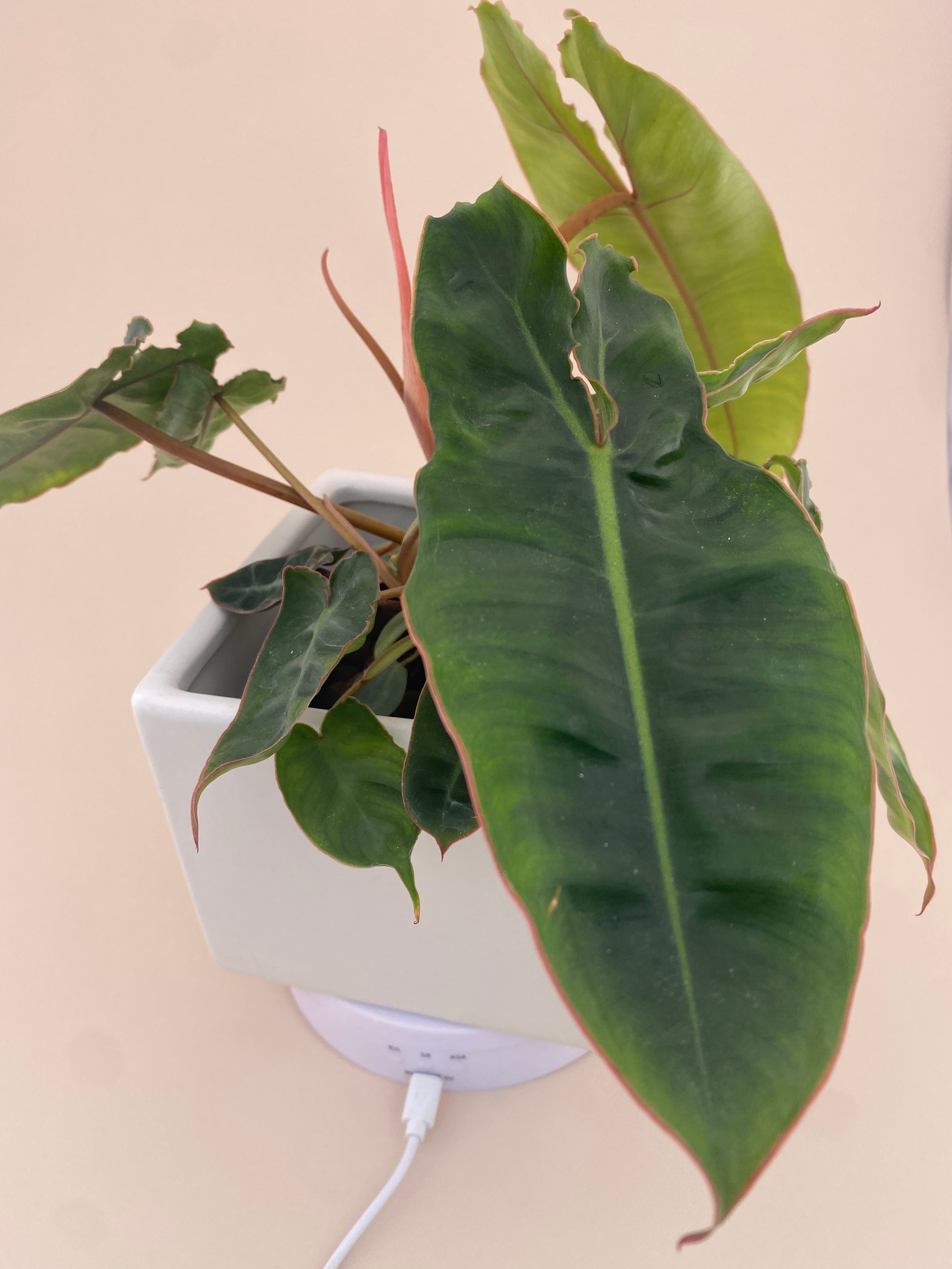 Philodendron Billietiae * Exact Plant *