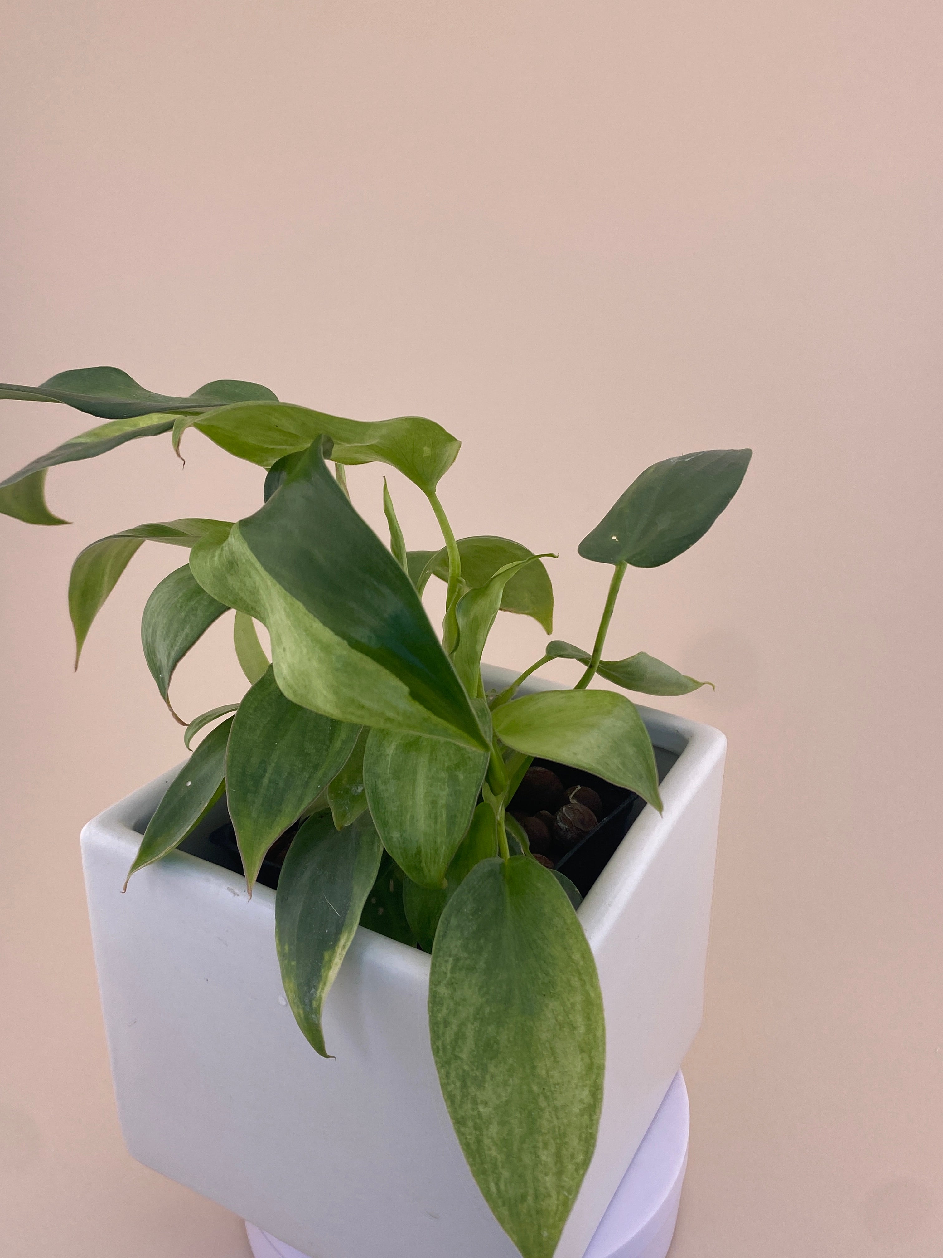 Philodendron Variegated Longilobatum * Exact Plant