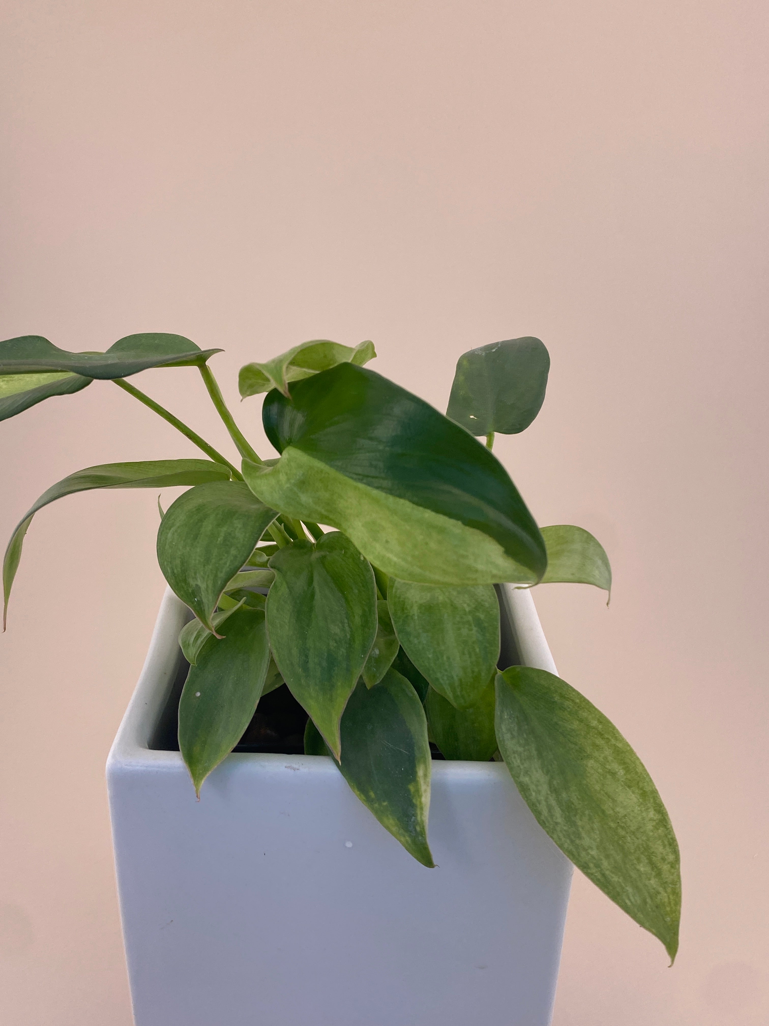 Philodendron Variegated Longilobatum * Exact Plant