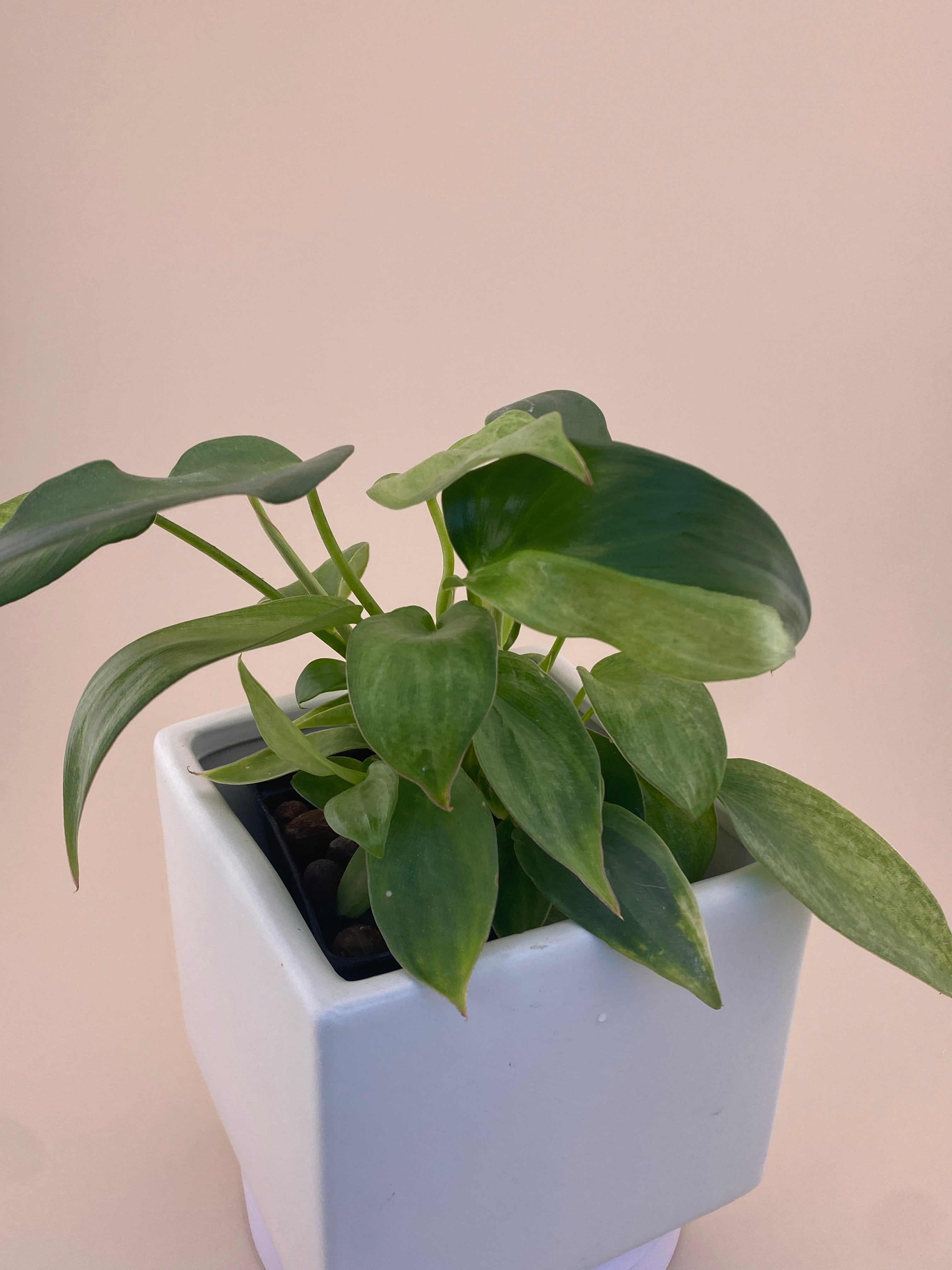 Philodendron Variegated Longilobatum * Exact Plant