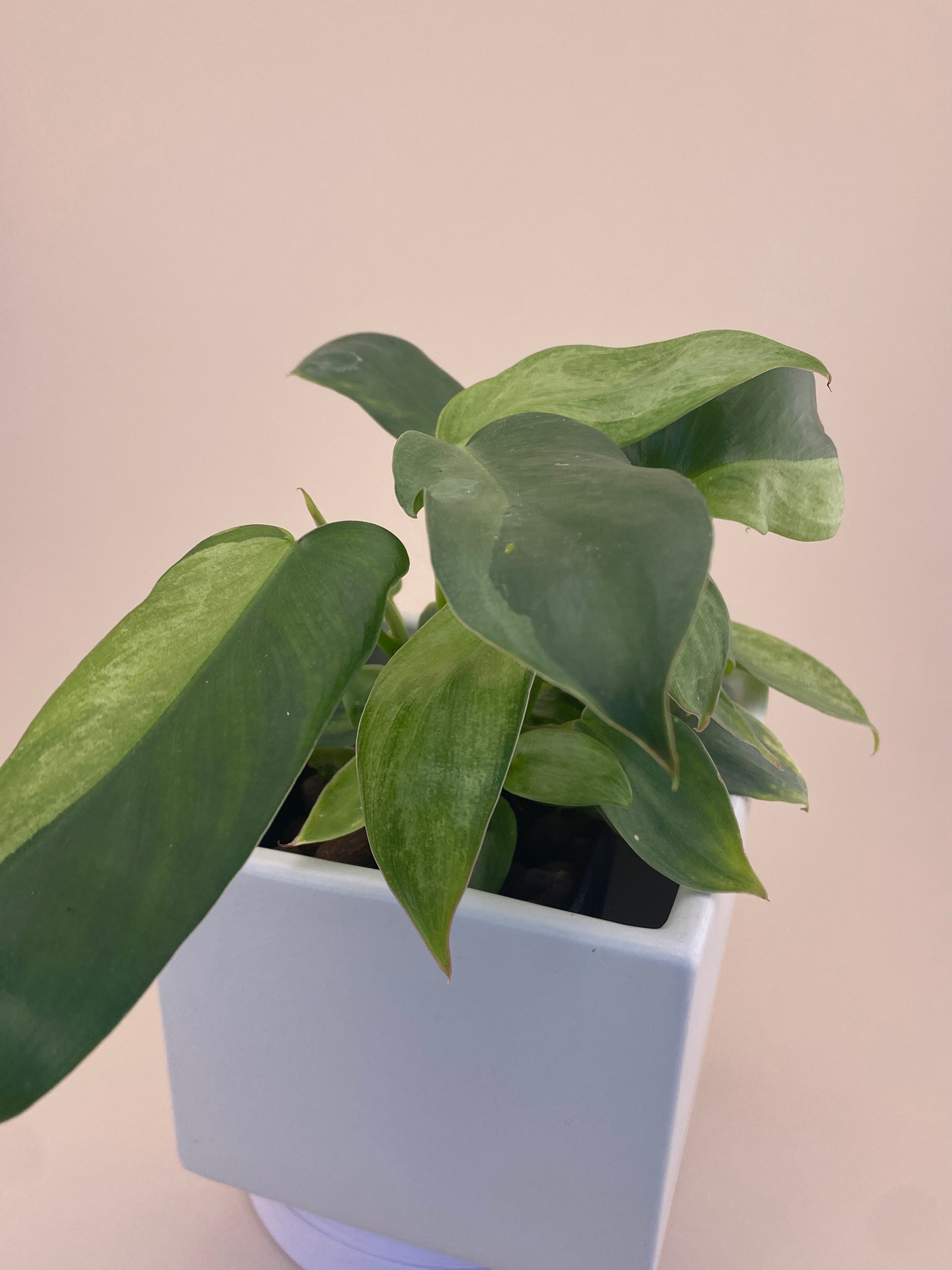 Philodendron Variegated Longilobatum * Exact Plant