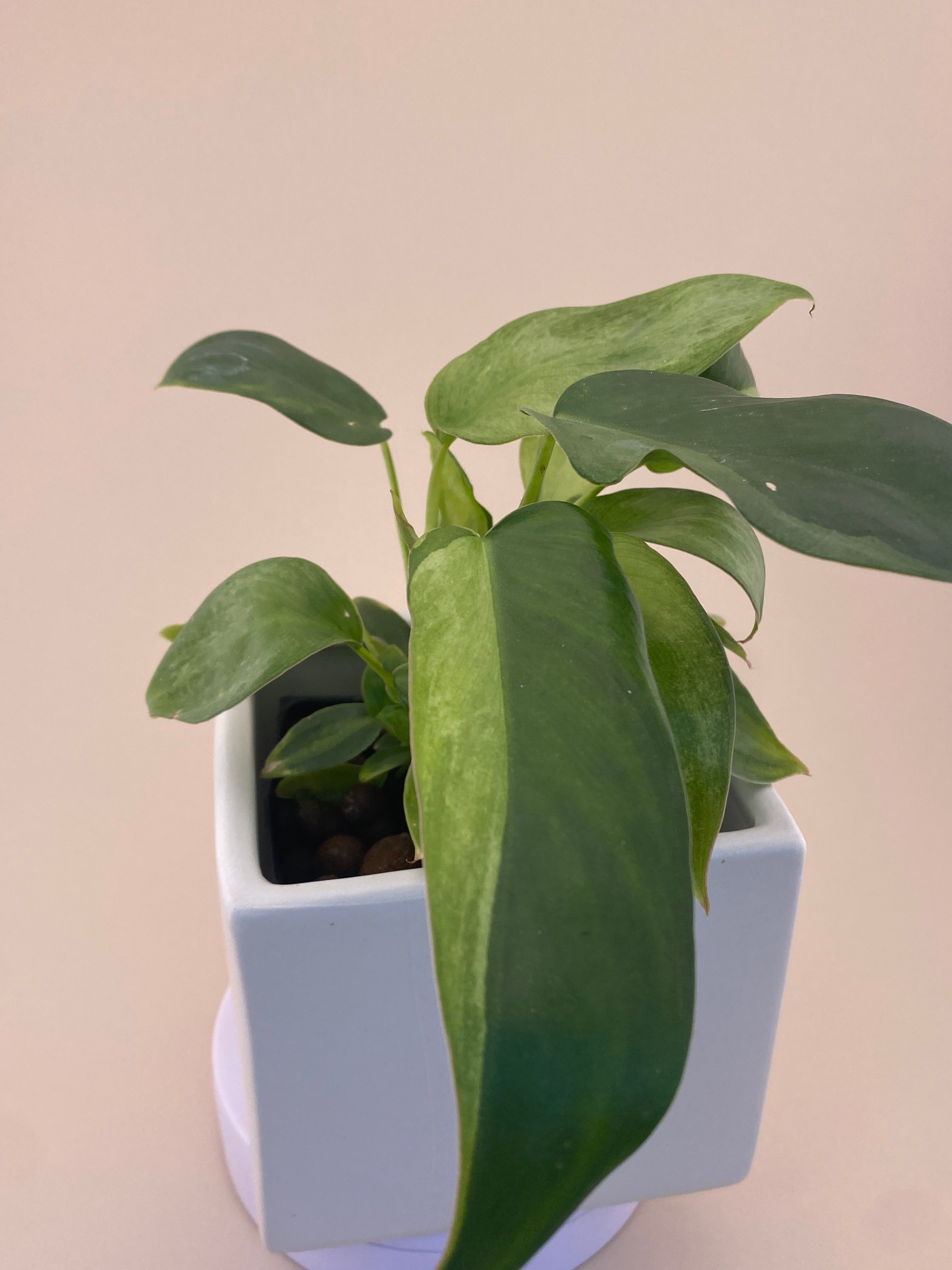 Philodendron Variegated Longilobatum * Exact Plant