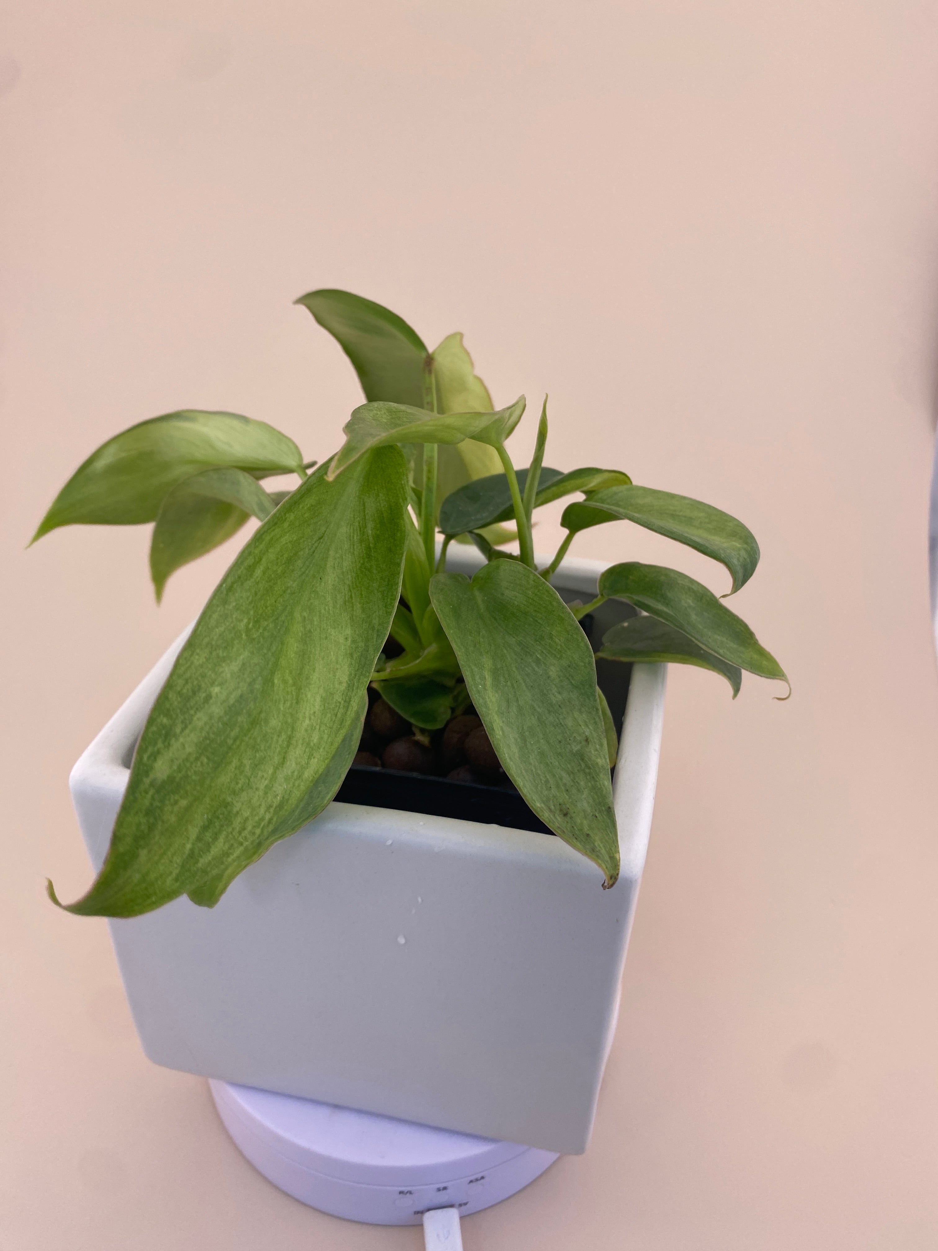 Philodendron Variegated Longilobatum * Exact Plant