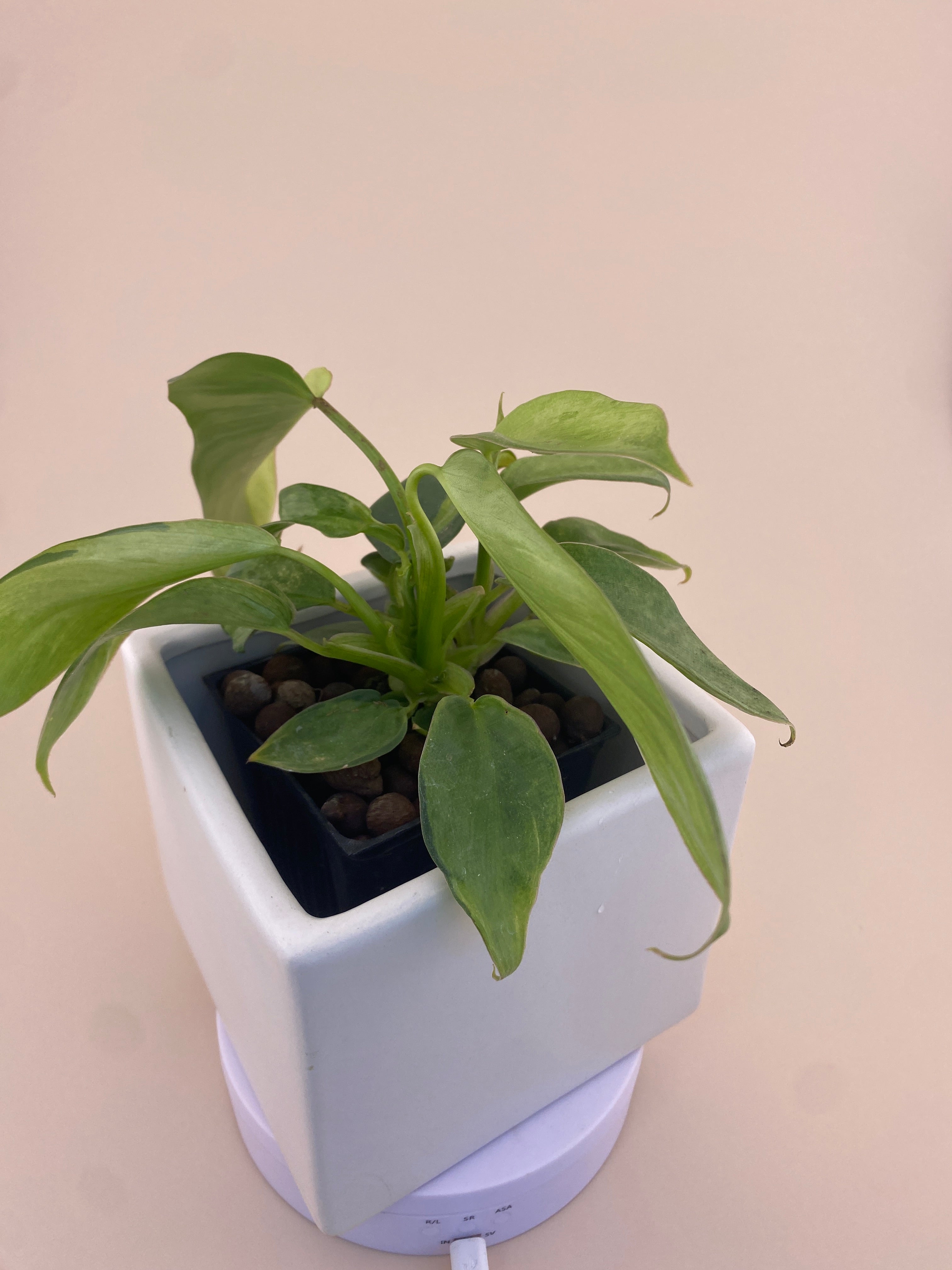 Philodendron Variegated Longilobatum * Exact Plant