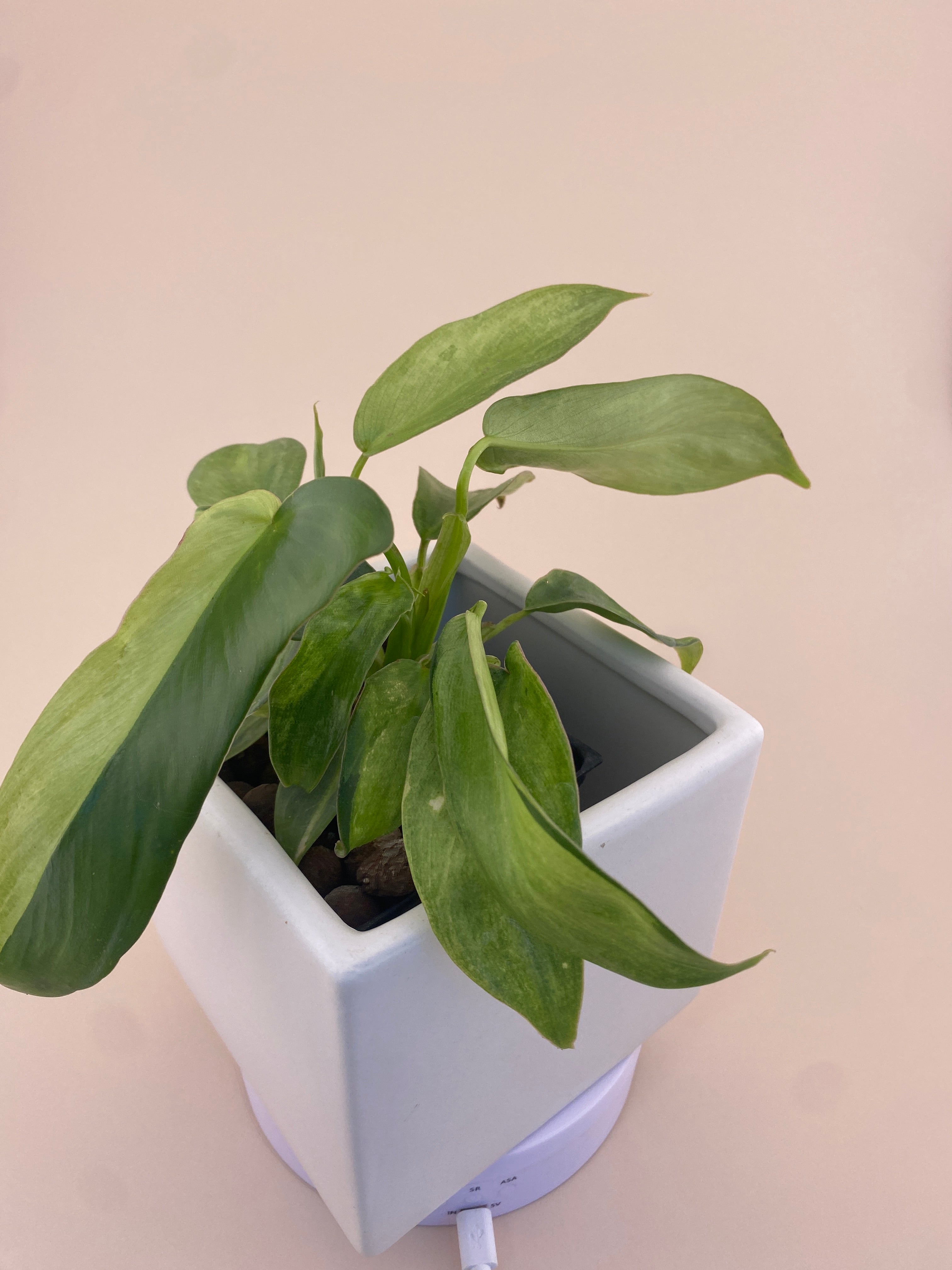 Philodendron Variegated Longilobatum * Exact Plant