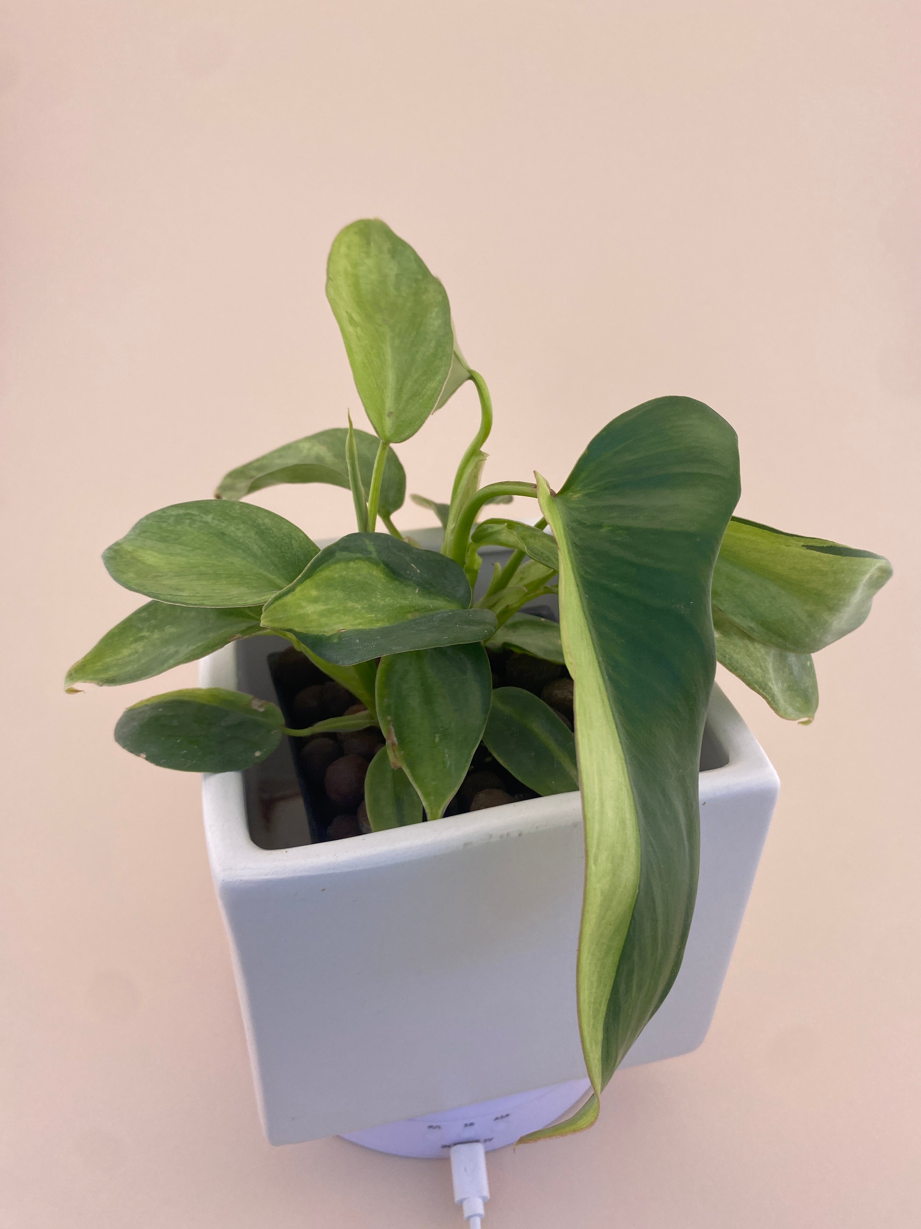 Philodendron Variegated Longilobatum * Exact Plant