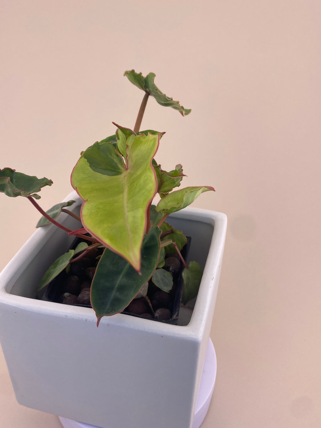 Variegated Philodendron Billietiae * Exact Plant *