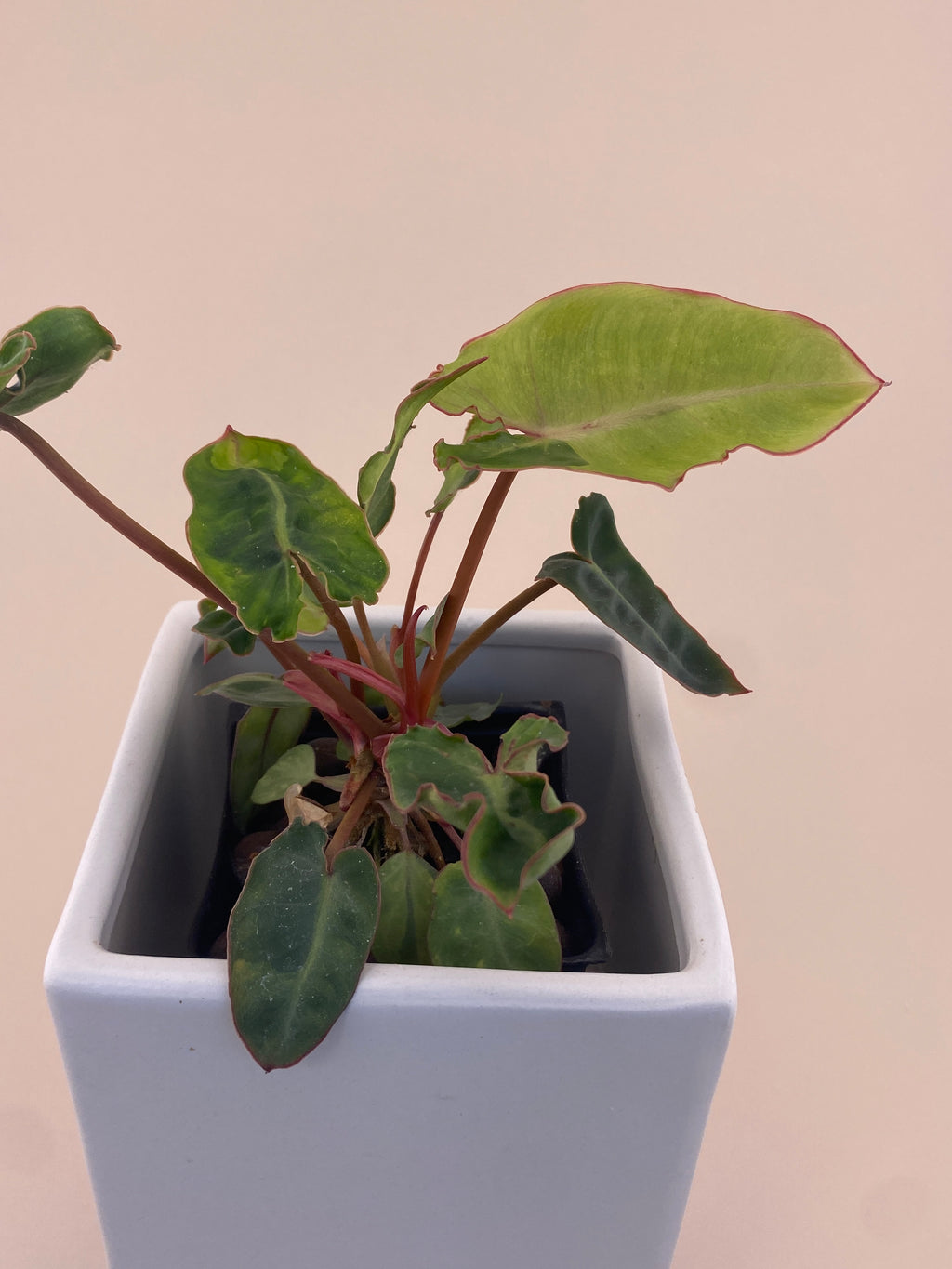 Variegated Philodendron Billietiae * Exact Plant *