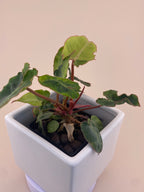 Variegated Philodendron Billietiae * Exact Plant *