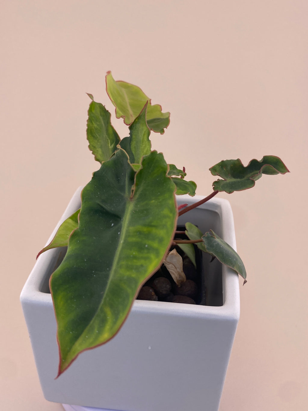 Variegated Philodendron Billietiae * Exact Plant *