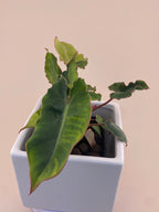 Variegated Philodendron Billietiae * Exact Plant *