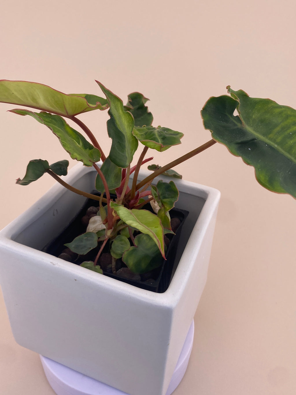 Variegated Philodendron Billietiae * Exact Plant *