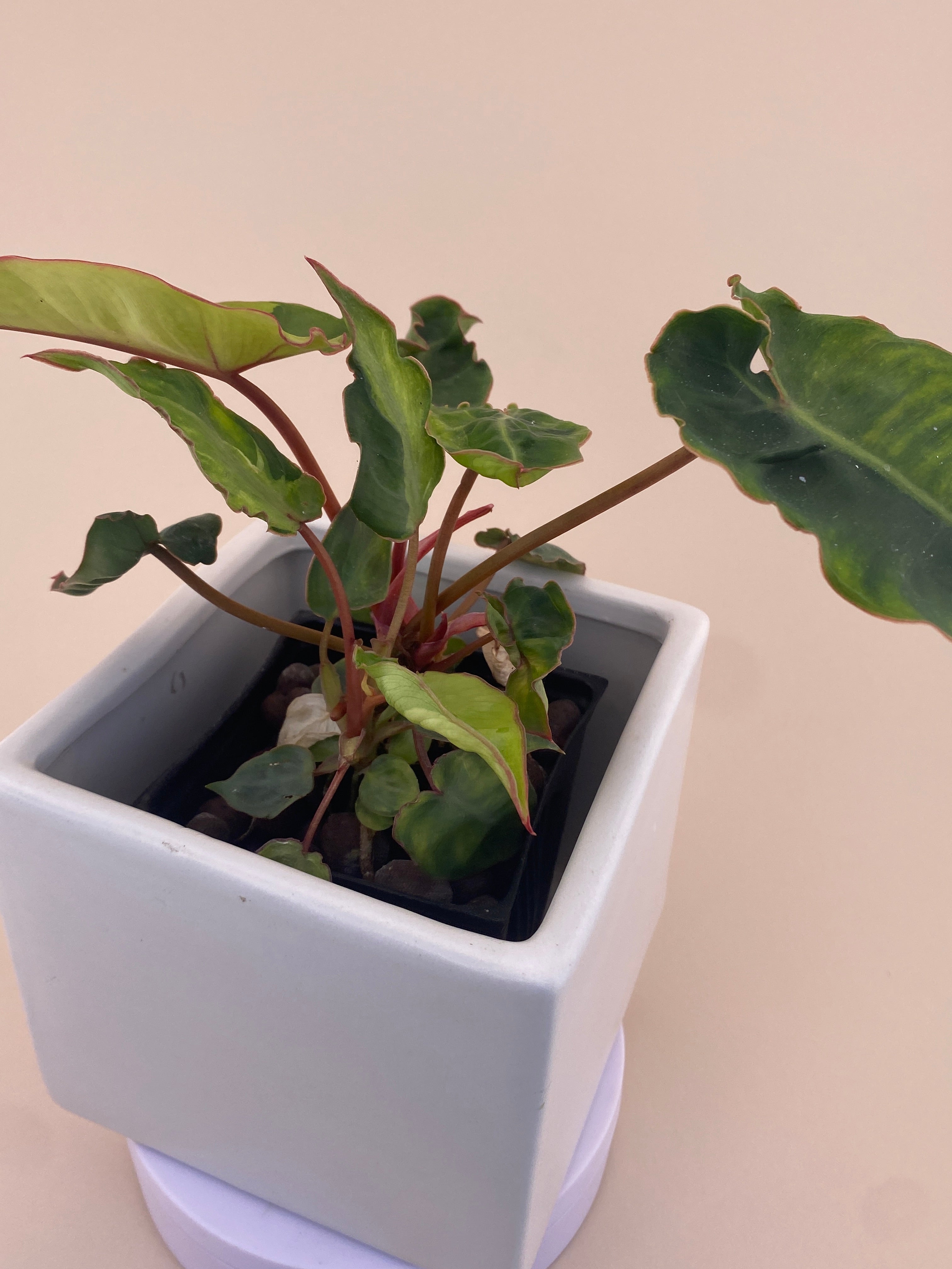 Variegated Philodendron Billietiae * Exact Plant *