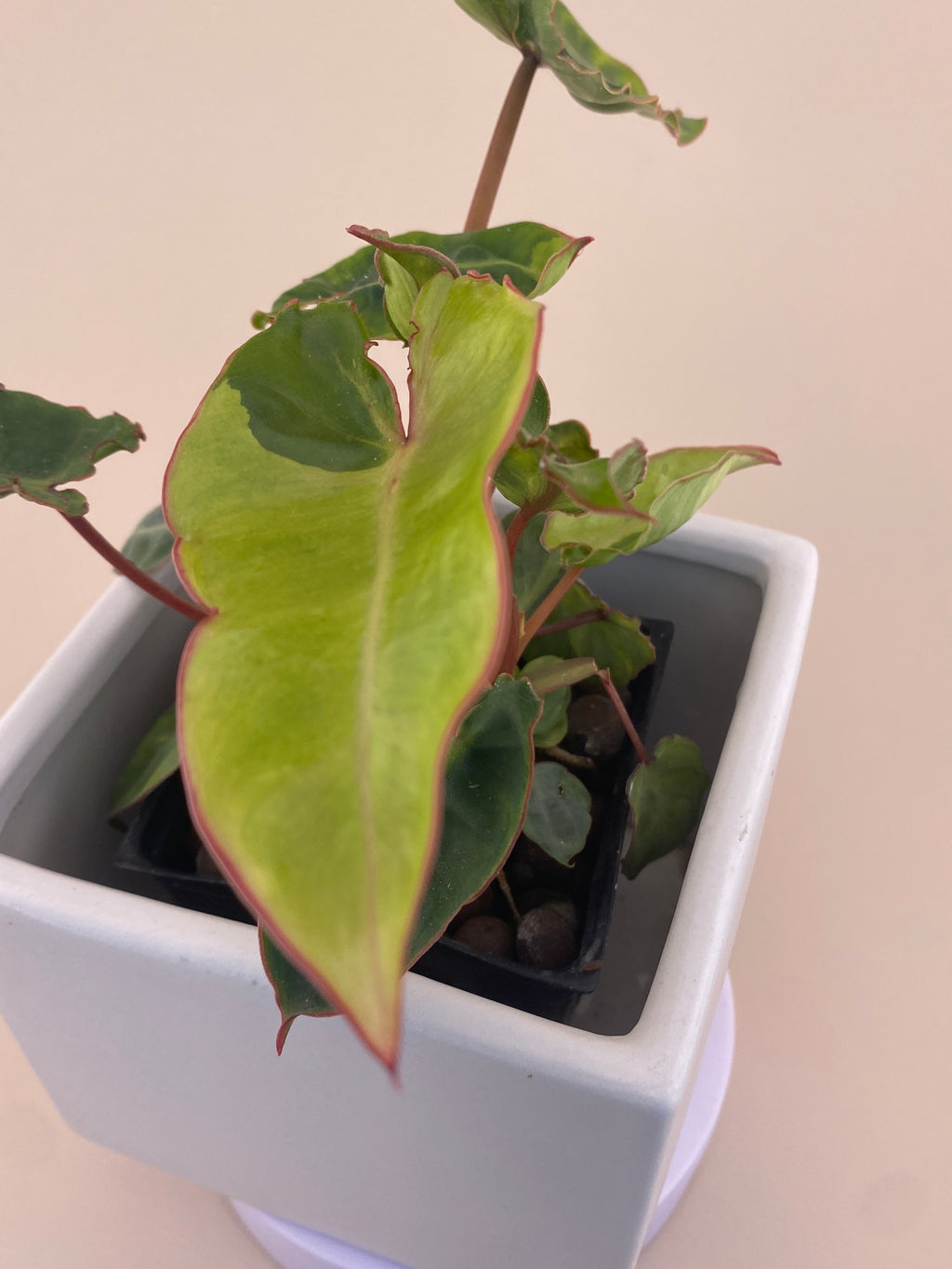 Variegated Philodendron Billietiae * Exact Plant *