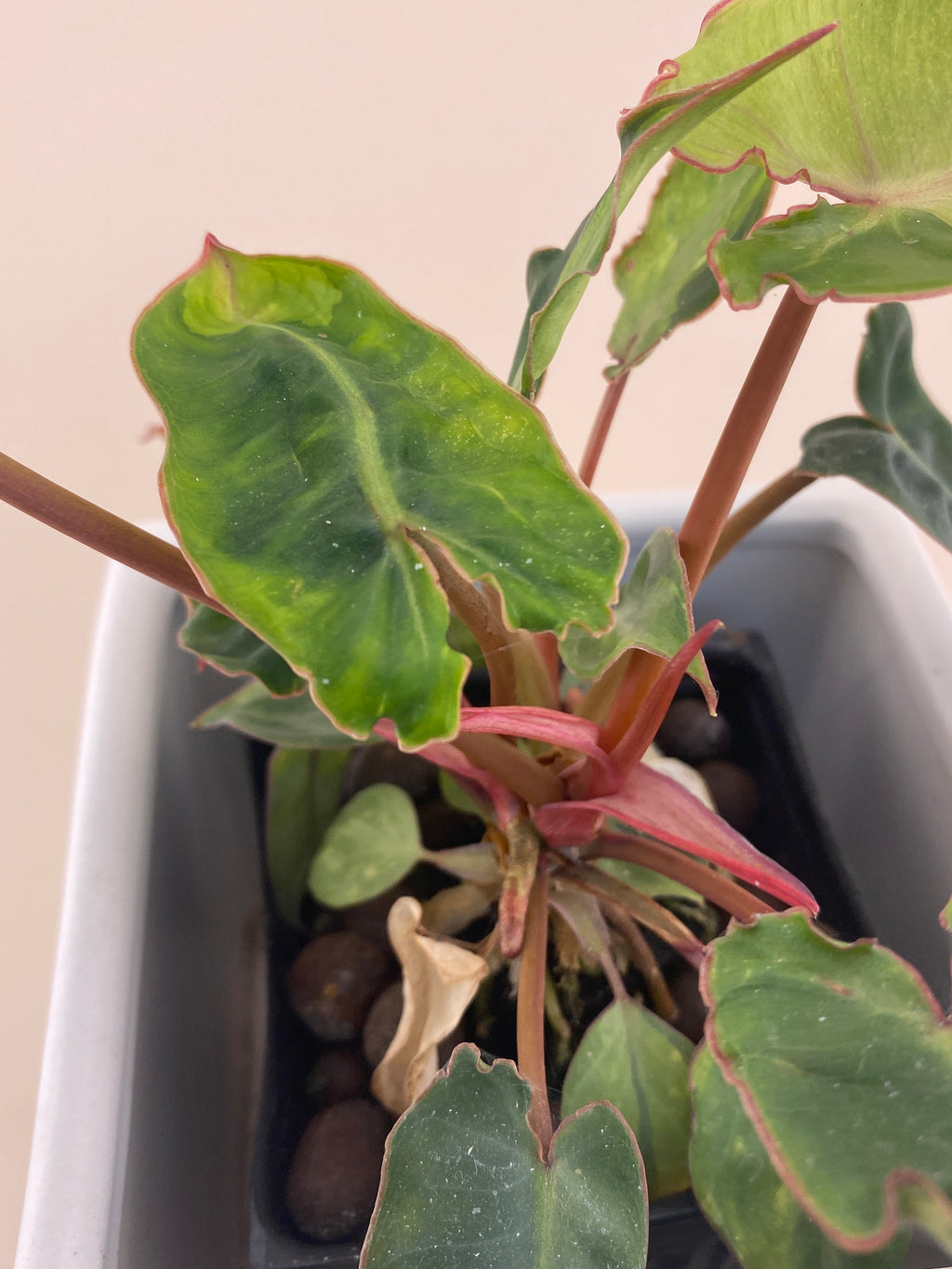 Variegated Philodendron Billietiae * Exact Plant *