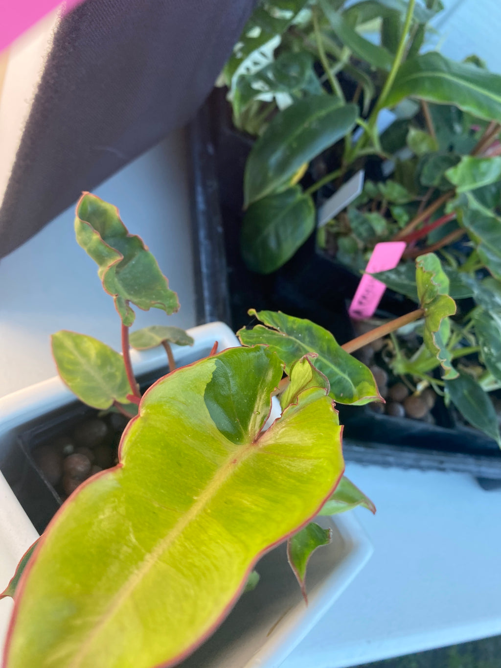 Variegated Philodendron Billietiae * Exact Plant *