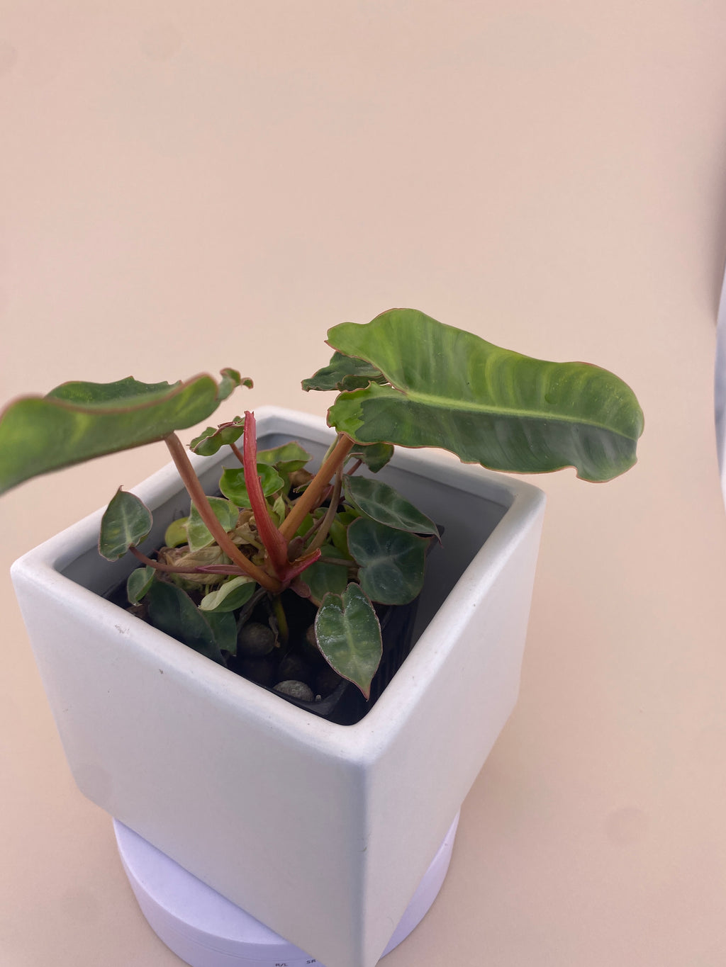 Variegated Philodendron Billietiae * Exact Plant *