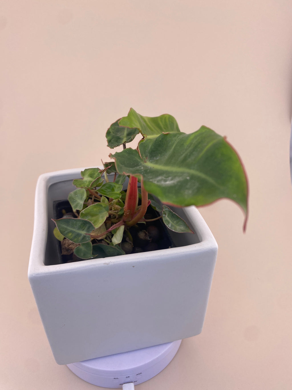 Variegated Philodendron Billietiae * Exact Plant *