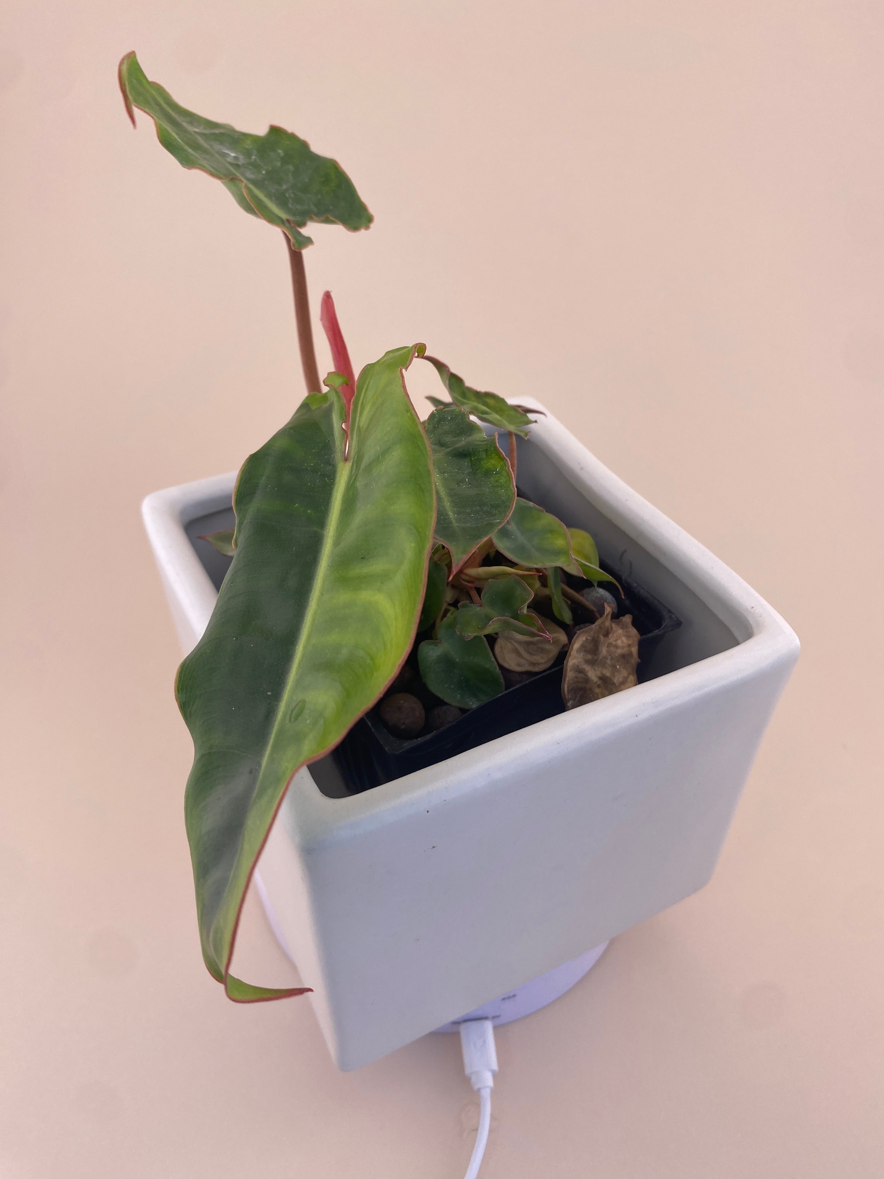 Variegated Philodendron Billietiae * Exact Plant *