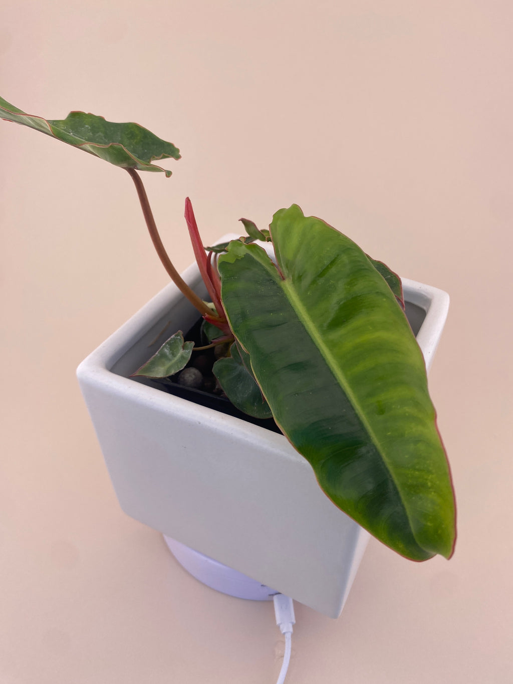 Variegated Philodendron Billietiae * Exact Plant *