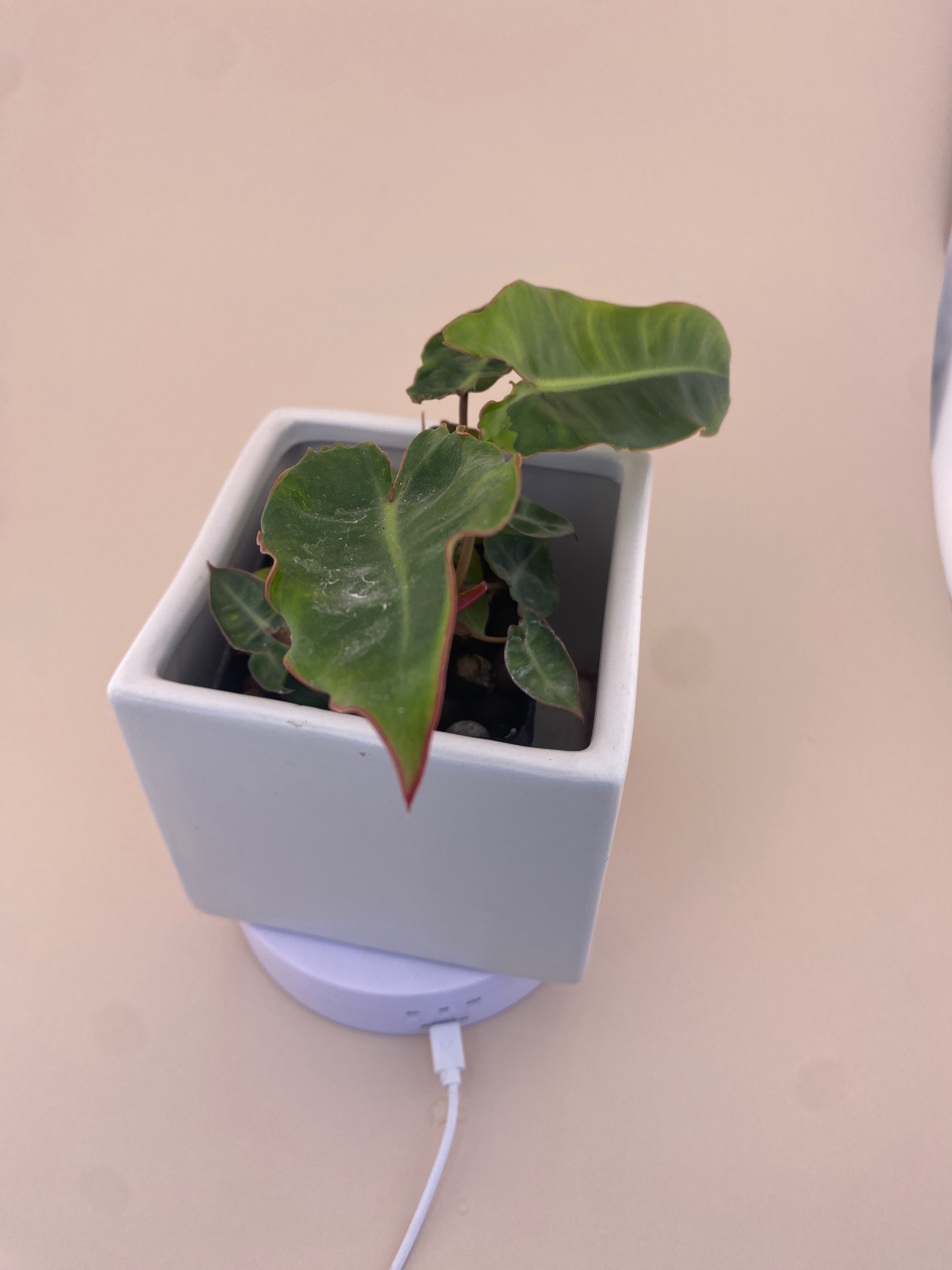 Variegated Philodendron Billietiae * Exact Plant *